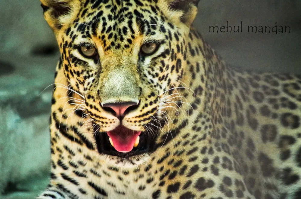 Leopard with the Killer Look