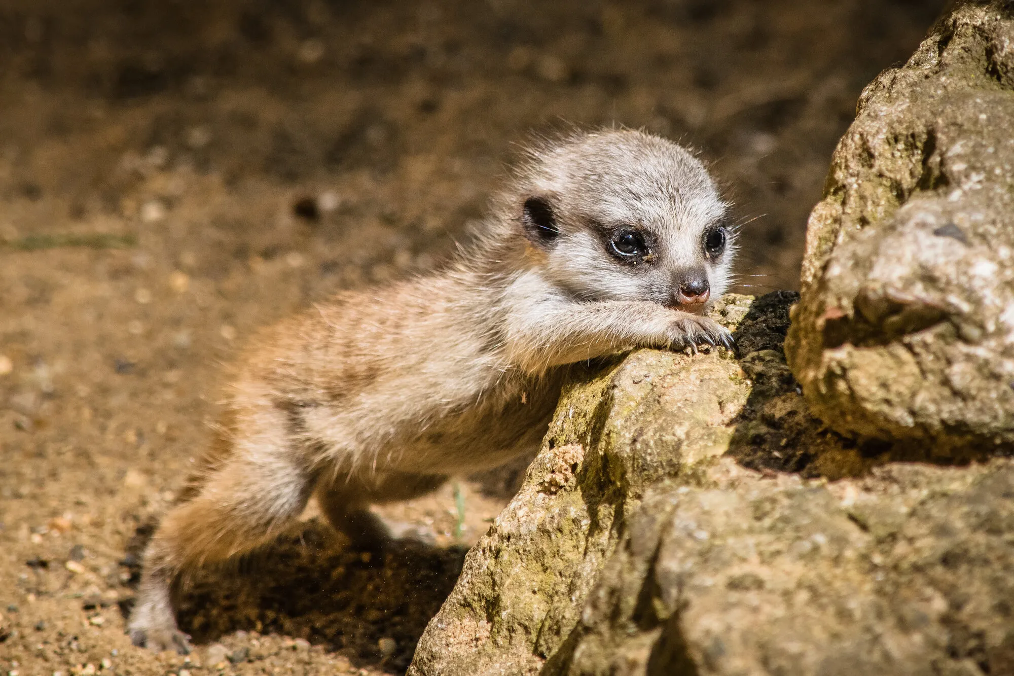 Baby meerkat
