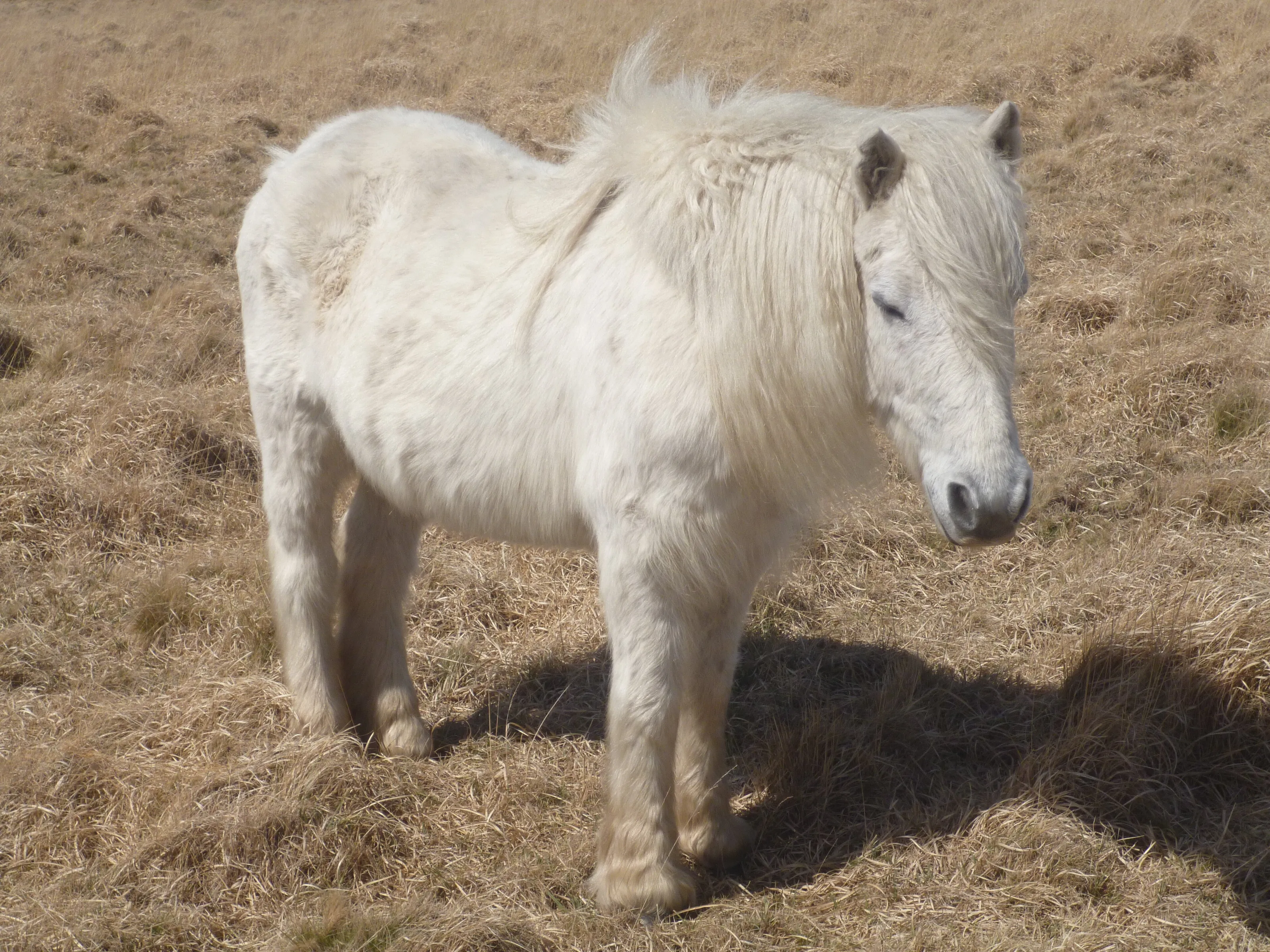 Wild Dartmoor Pony