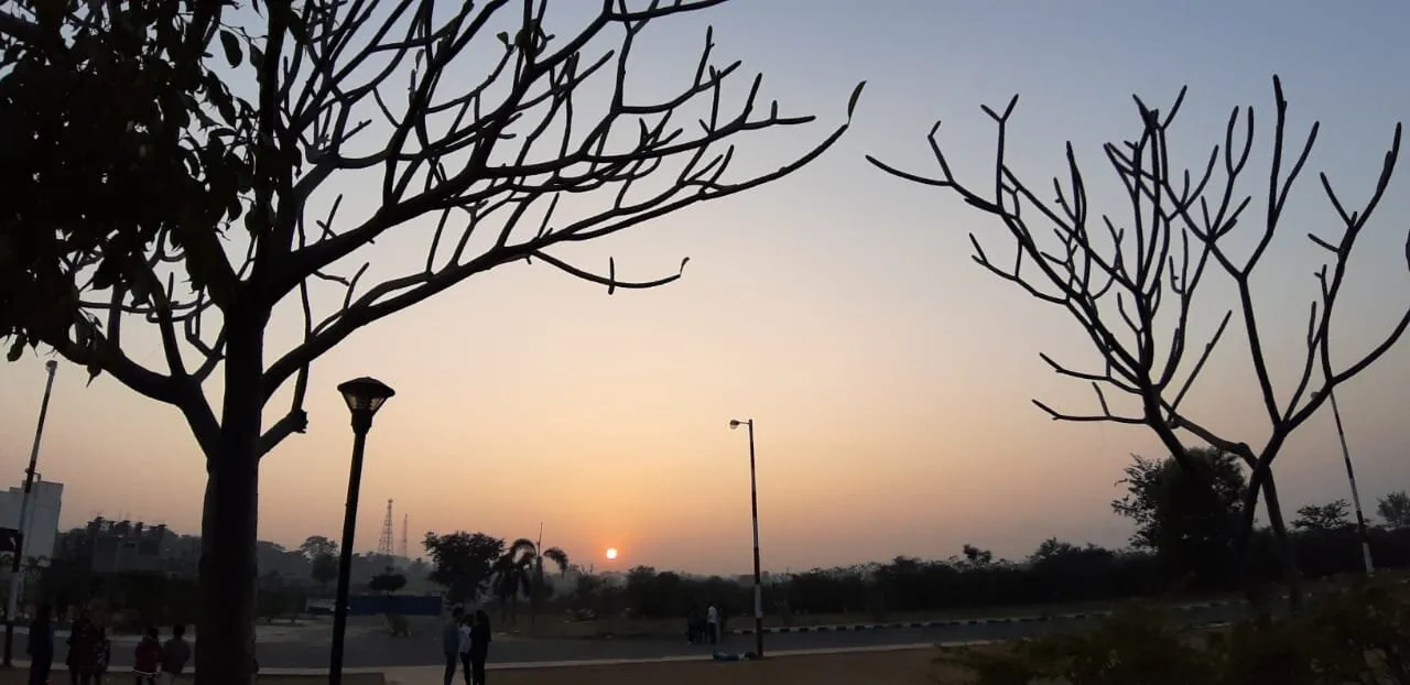 Trees and Sunset