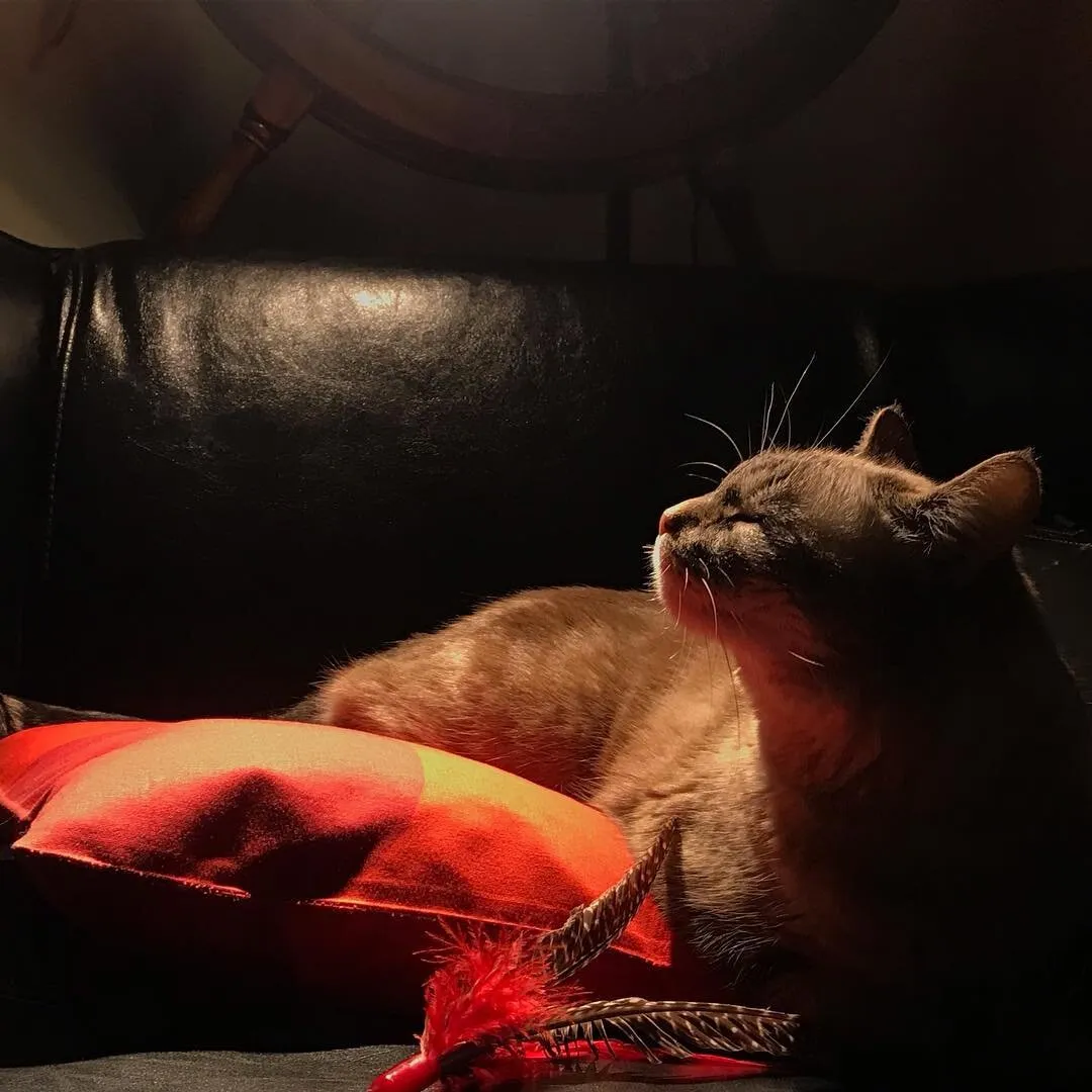 .Cat's life