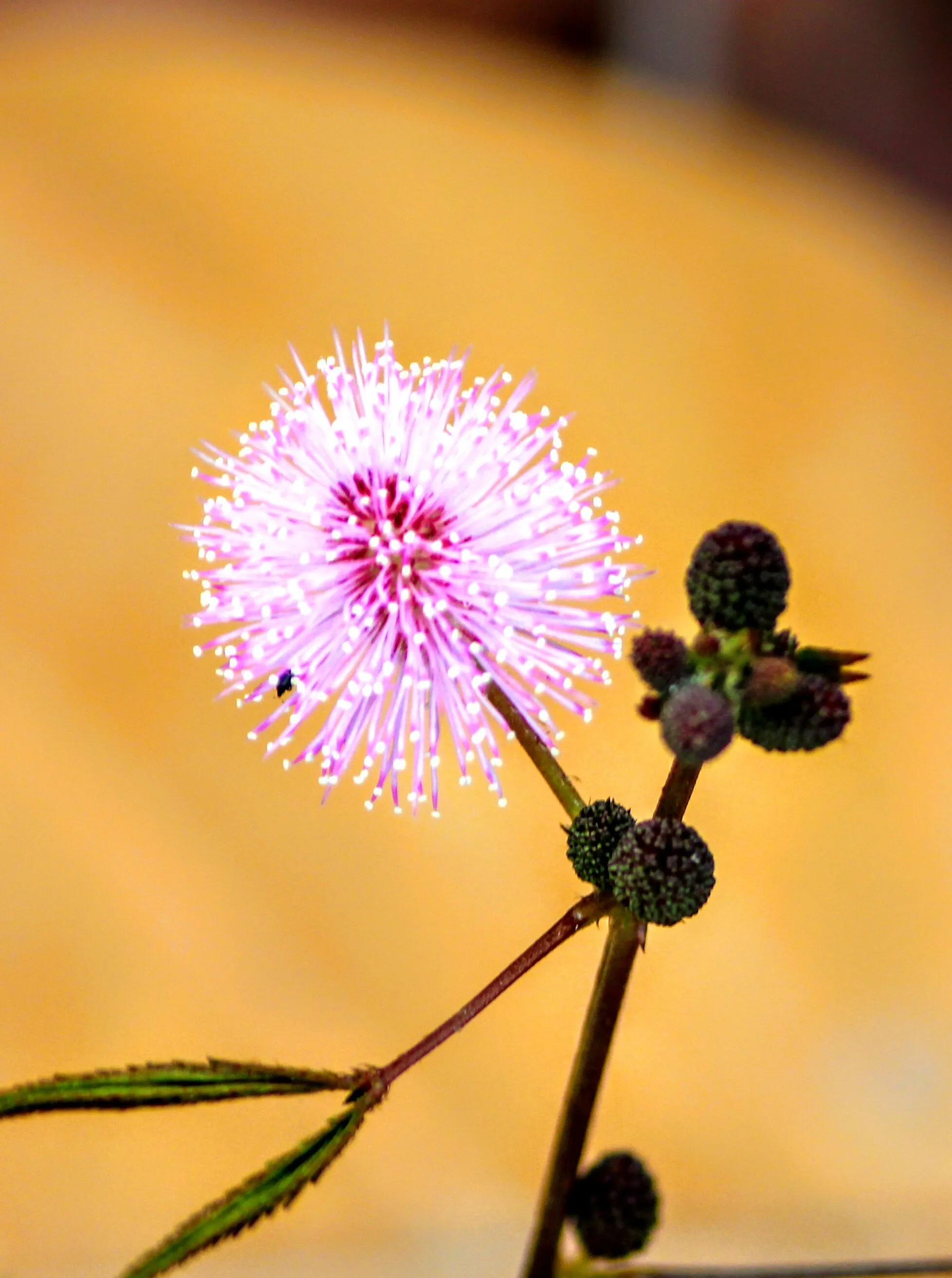 Common Sensitive plant