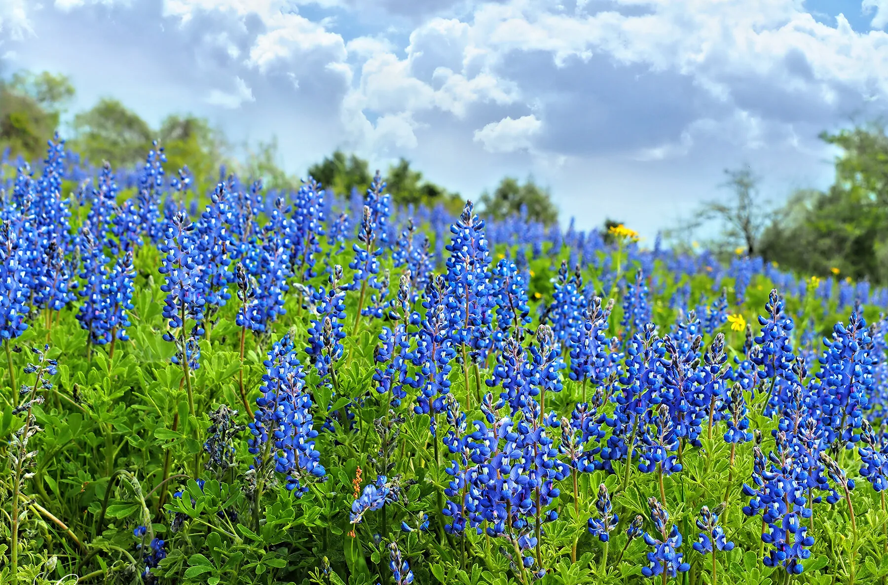 Mountain of Blue