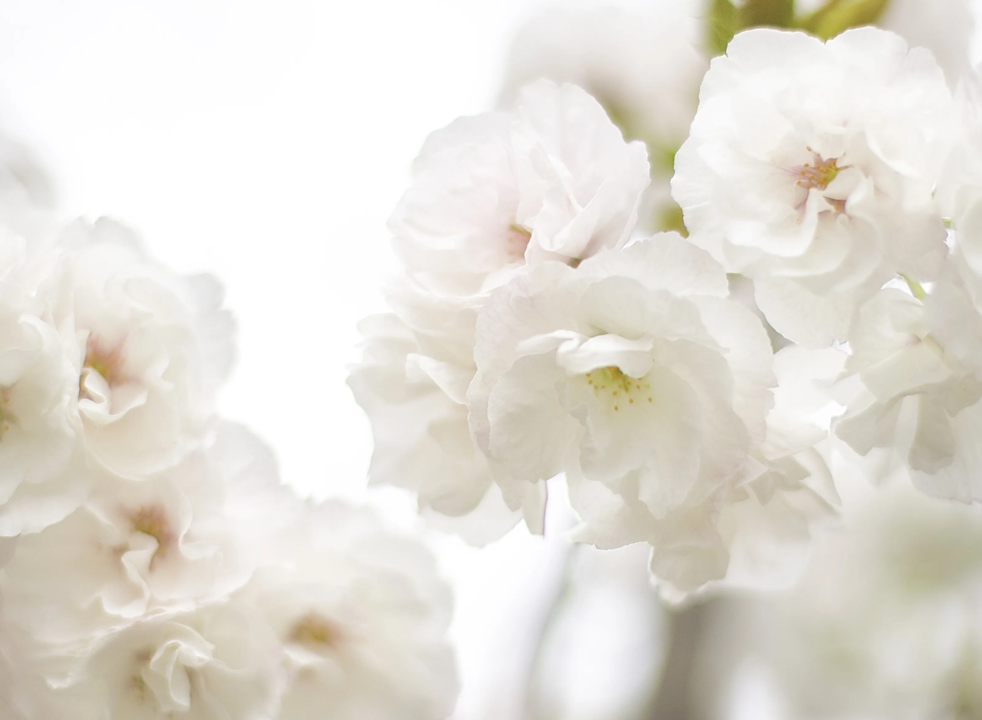 Spring in pale pink