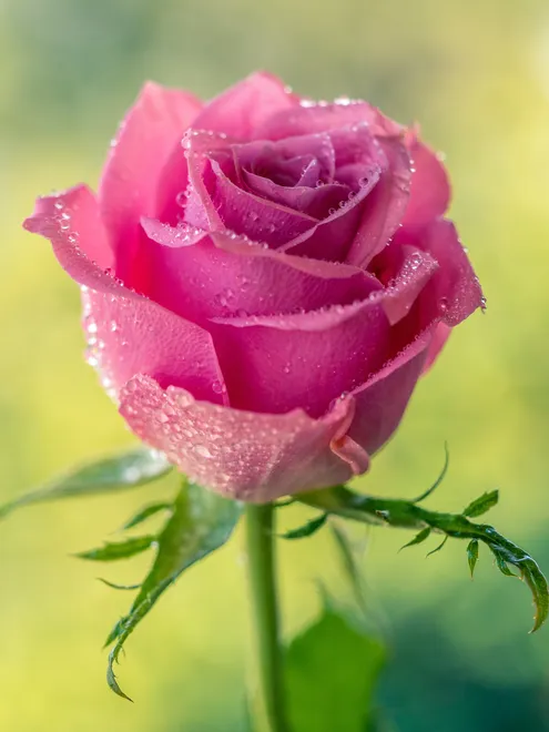 Little pink rose