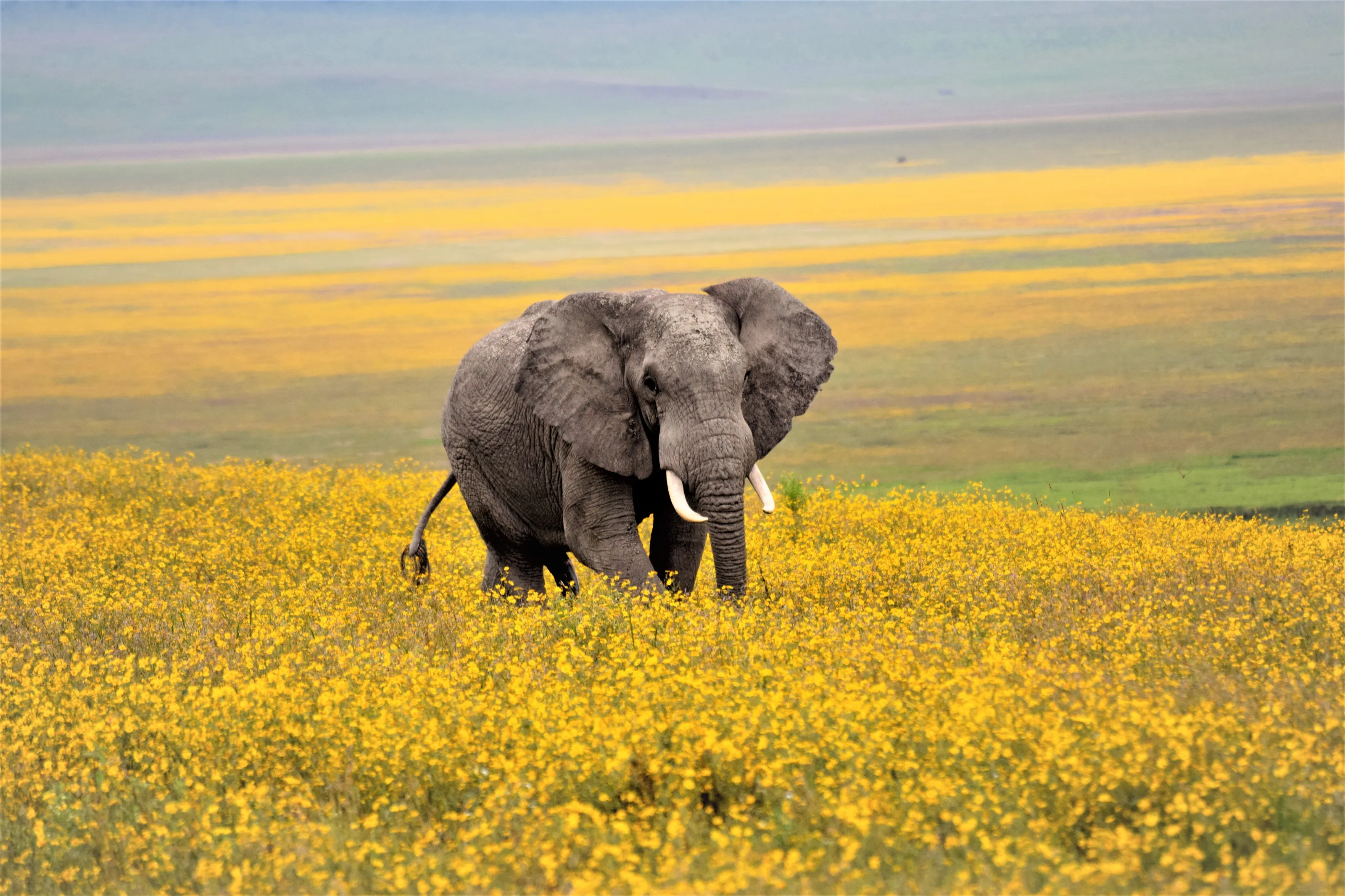Portraits in the Ngorongoro Crater