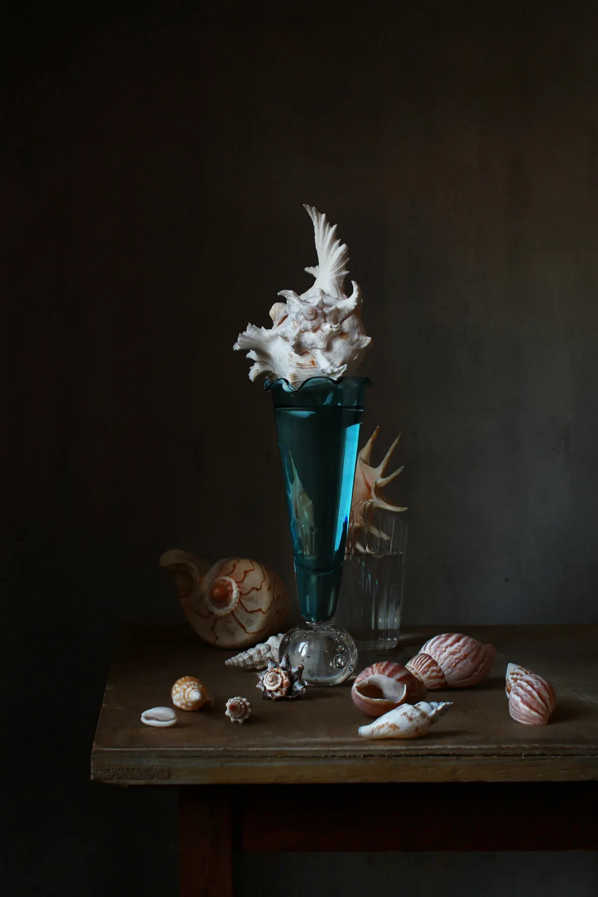 Still life with shells
