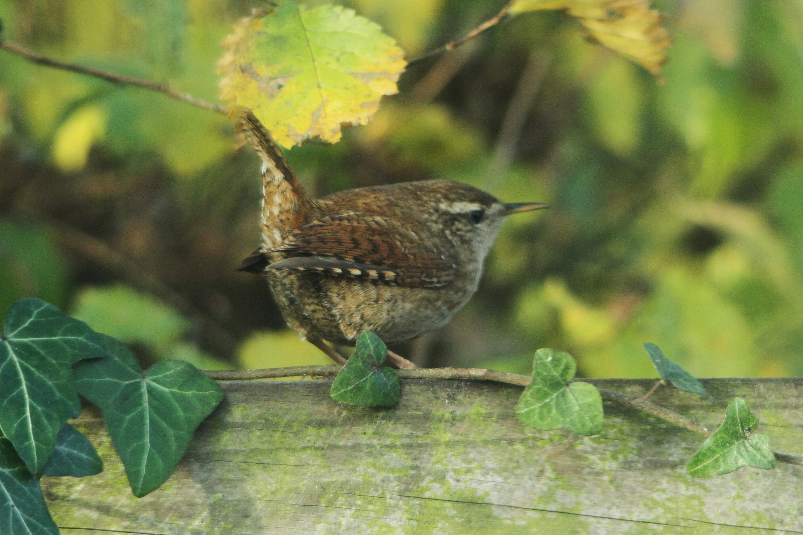 jenny wren