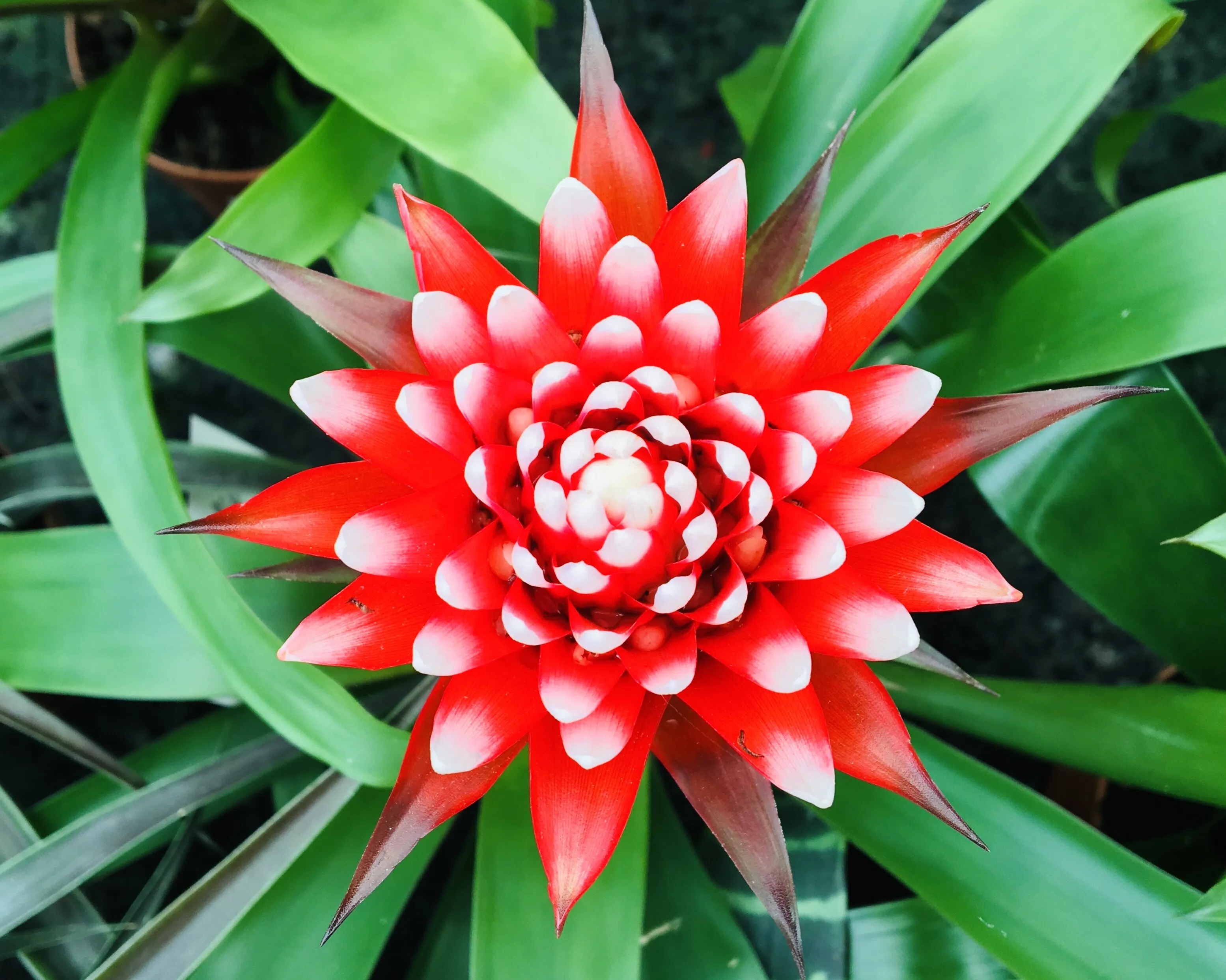Crazy flowering plant