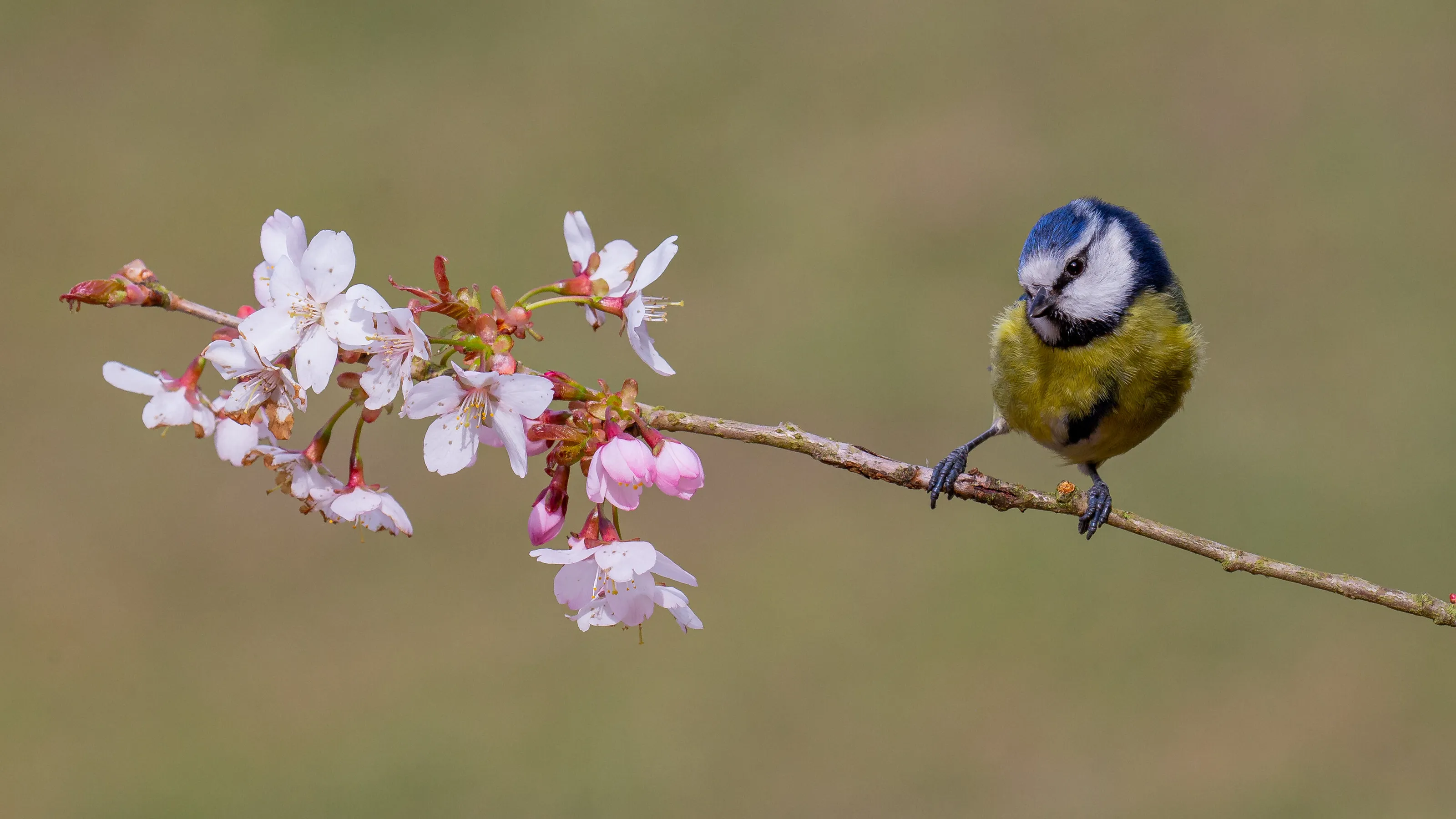 Blossom
