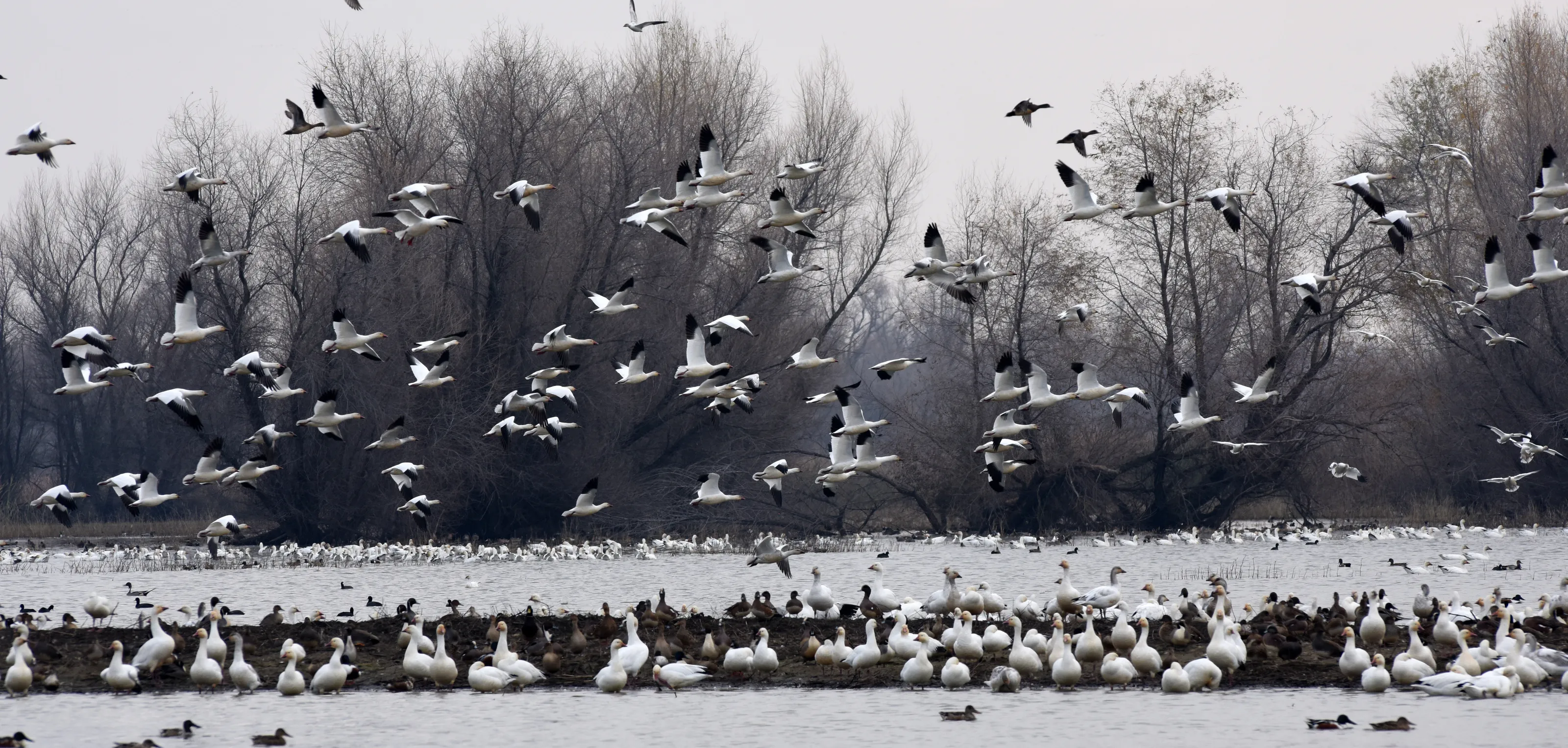 Snow Geese in Flight 1