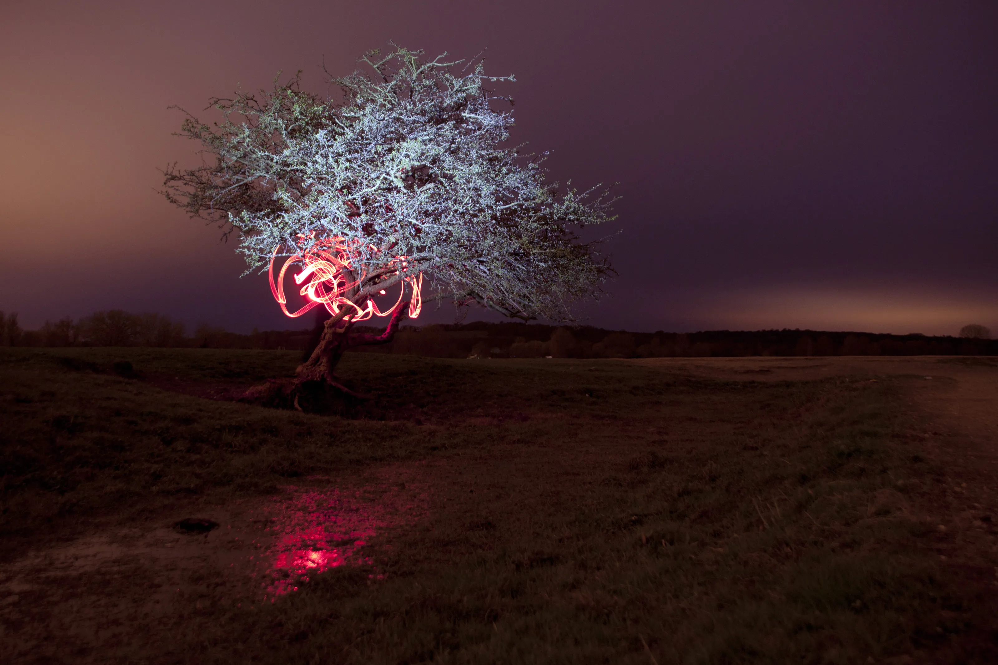 Banner image