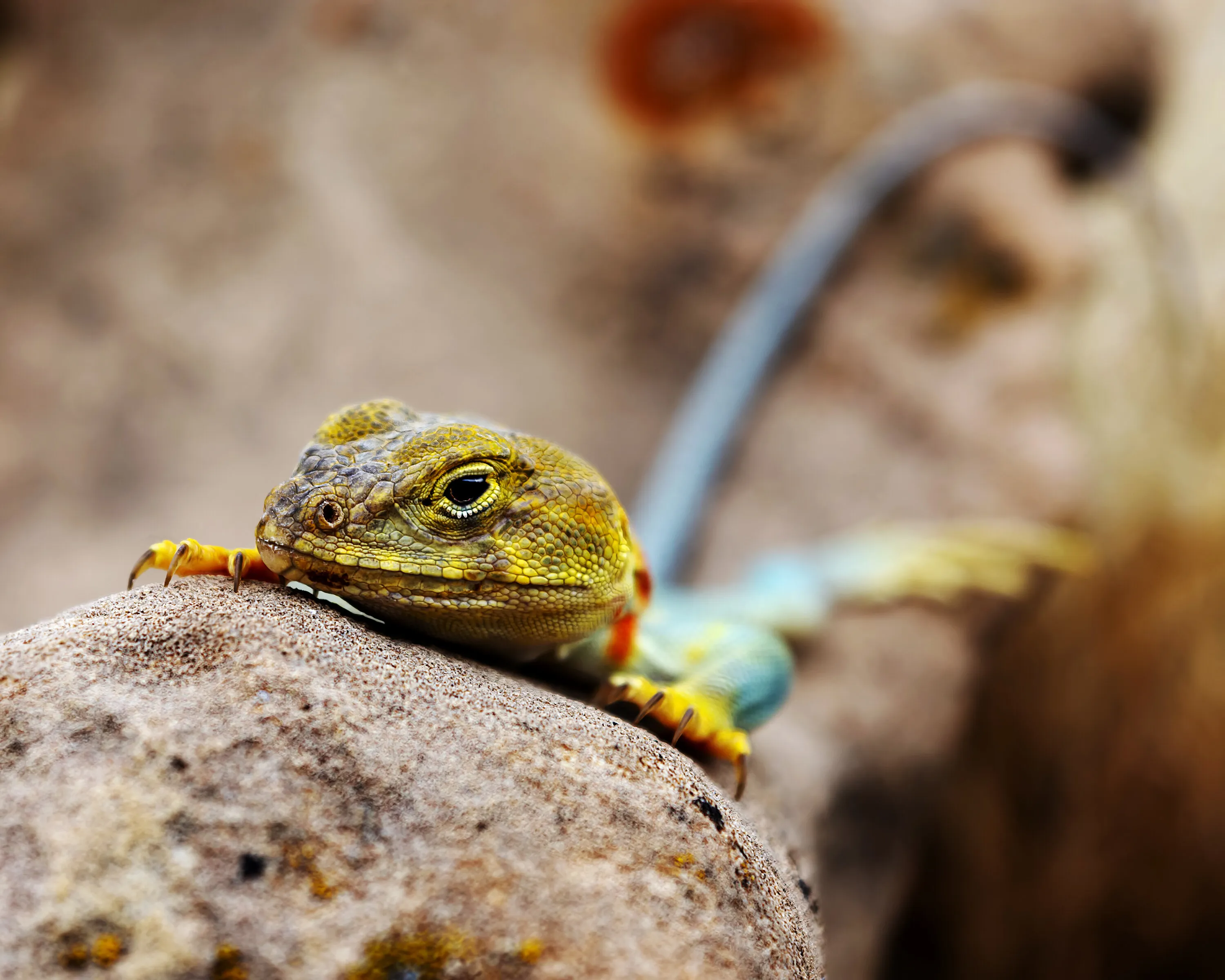 Collard Lizard