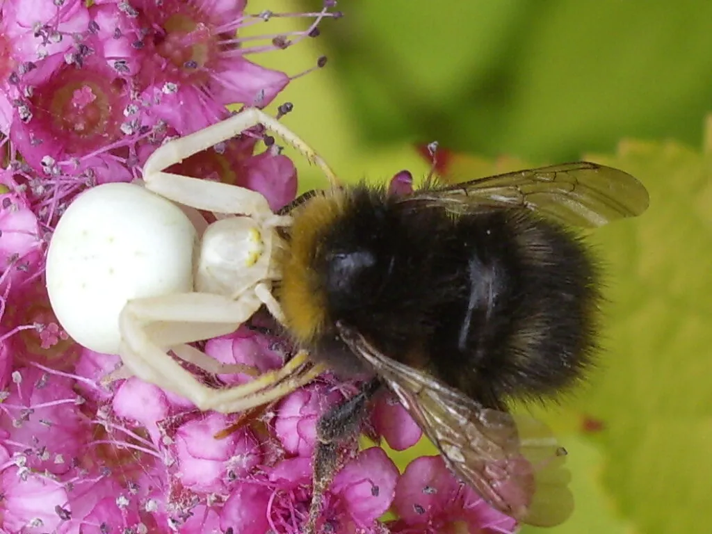 Crab spider