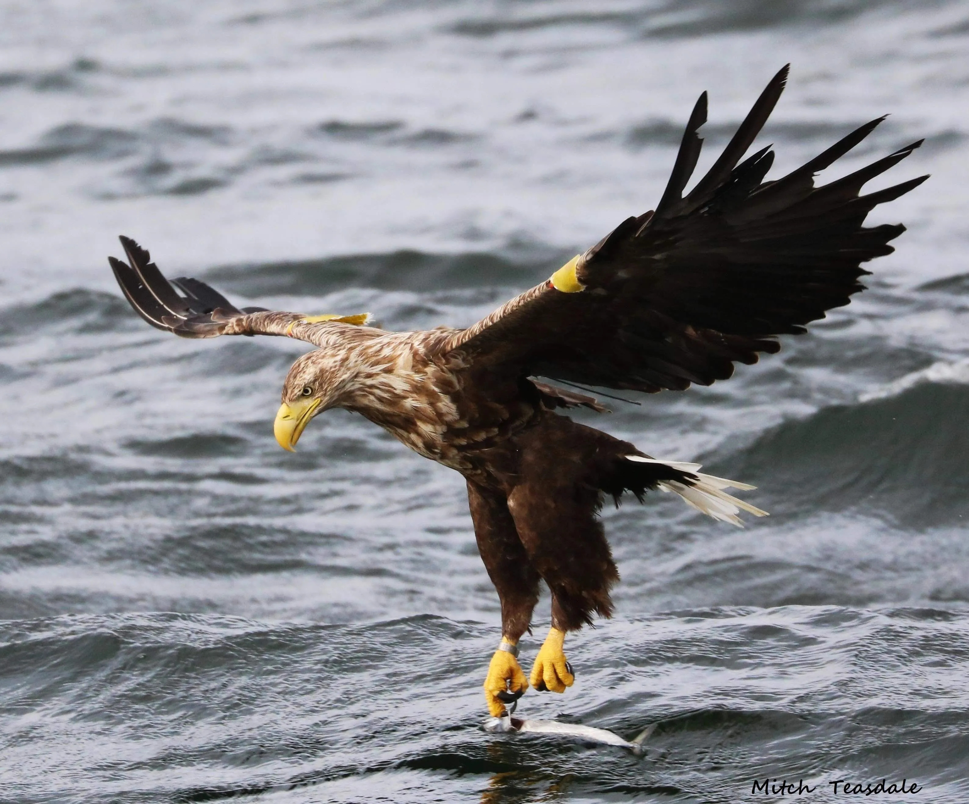 White-tailed Eagle