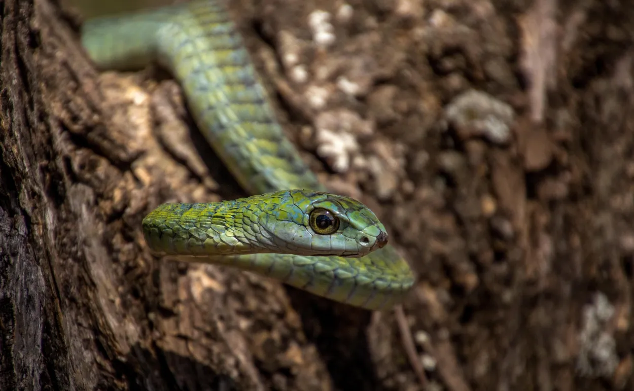 Entry 6069282