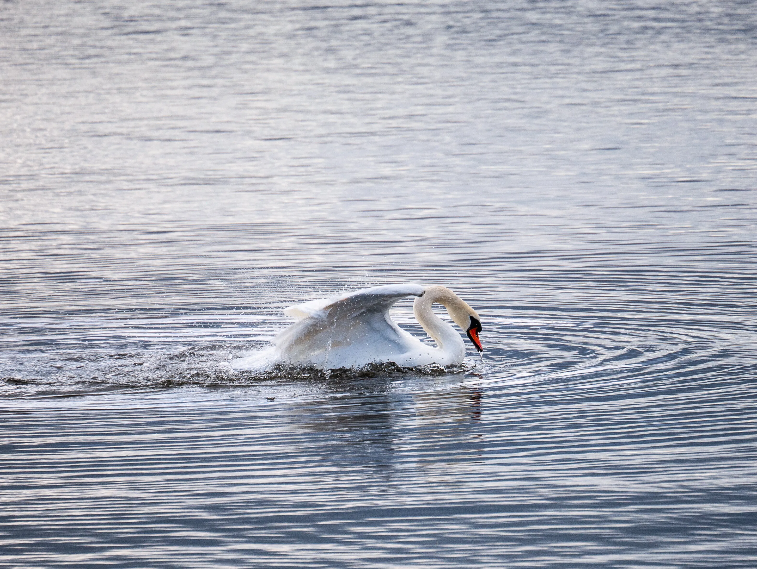 Bathing Swan