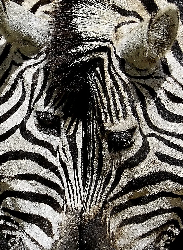Zebra's Crossing