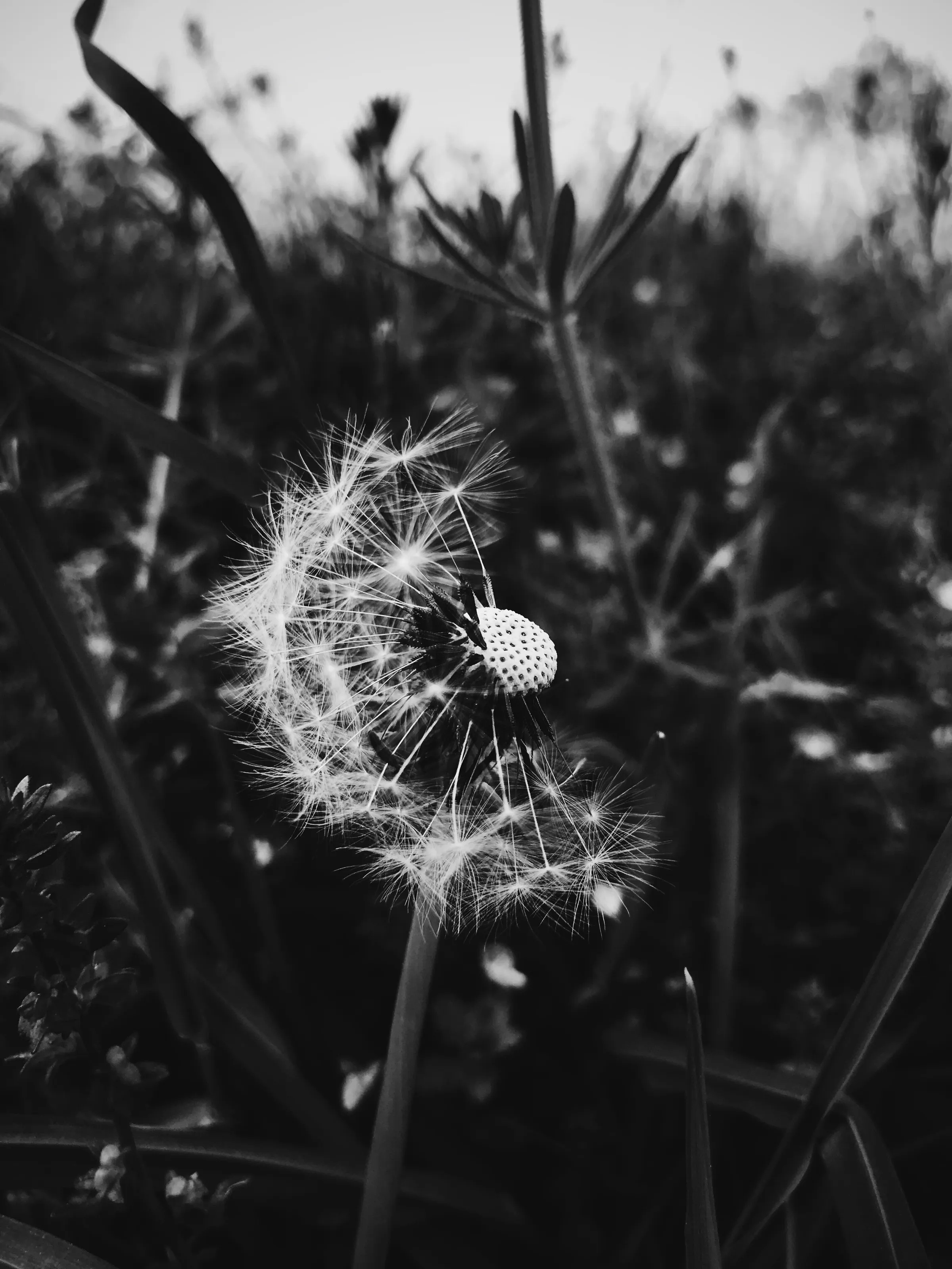 Black and White flower