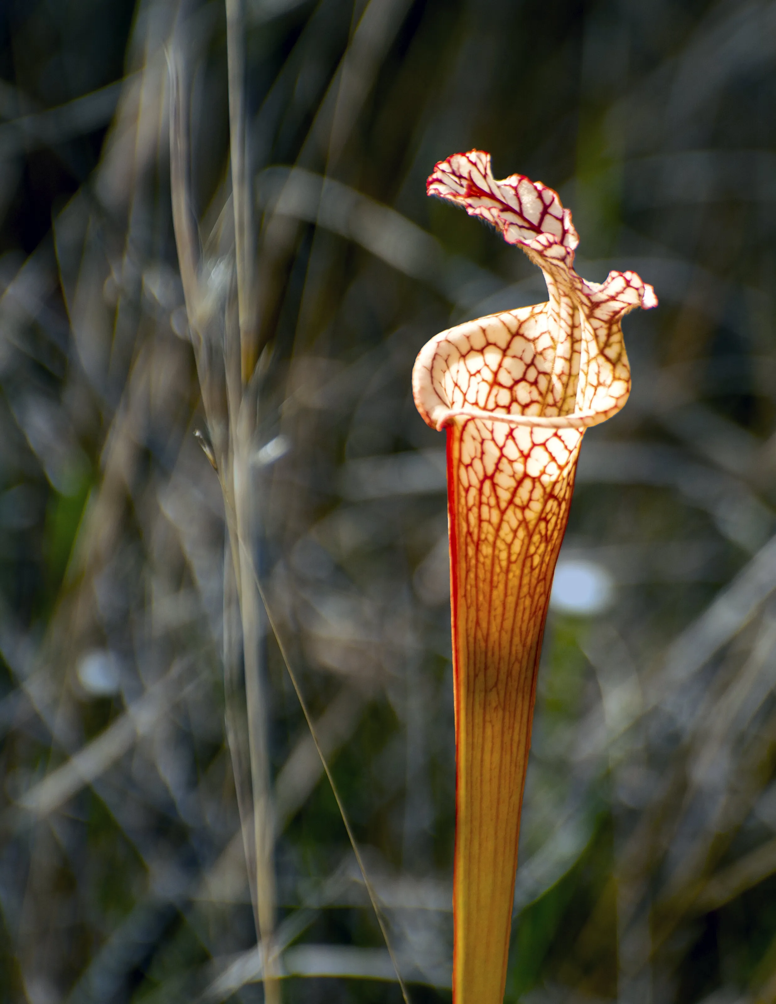White topped pitcher plant