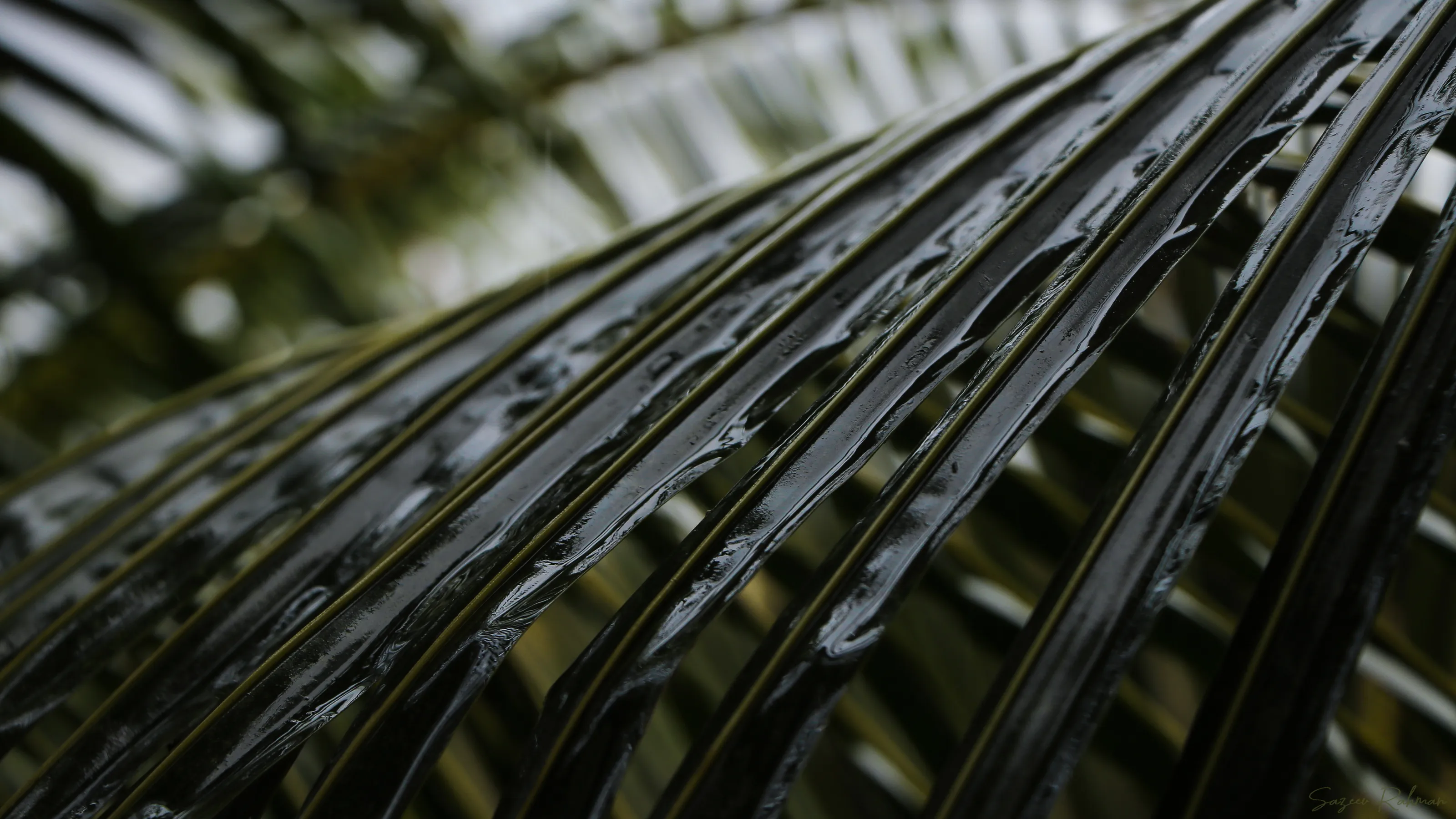 wet leaves