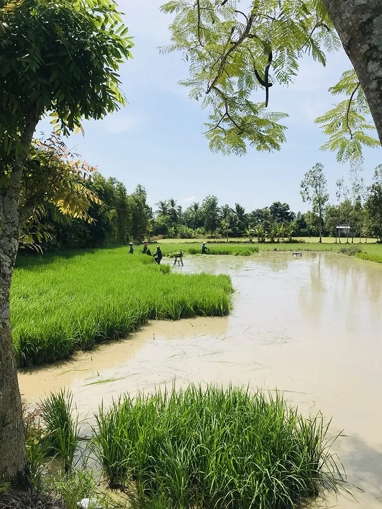 Life on the green field Vietnam