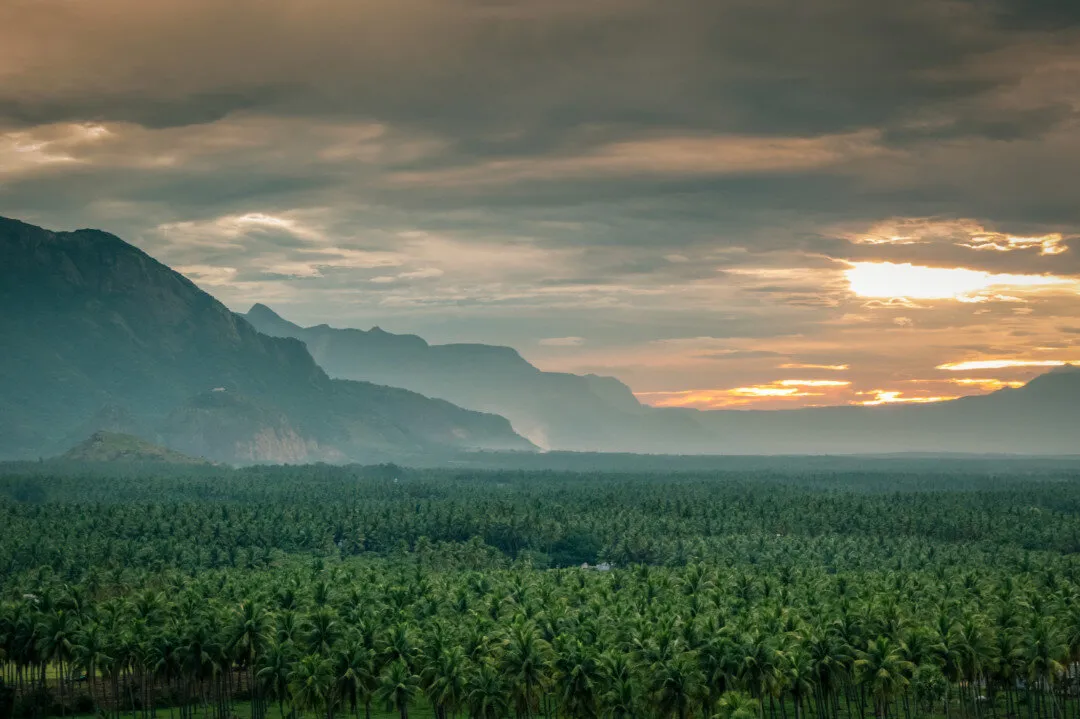 Sunset over the trees