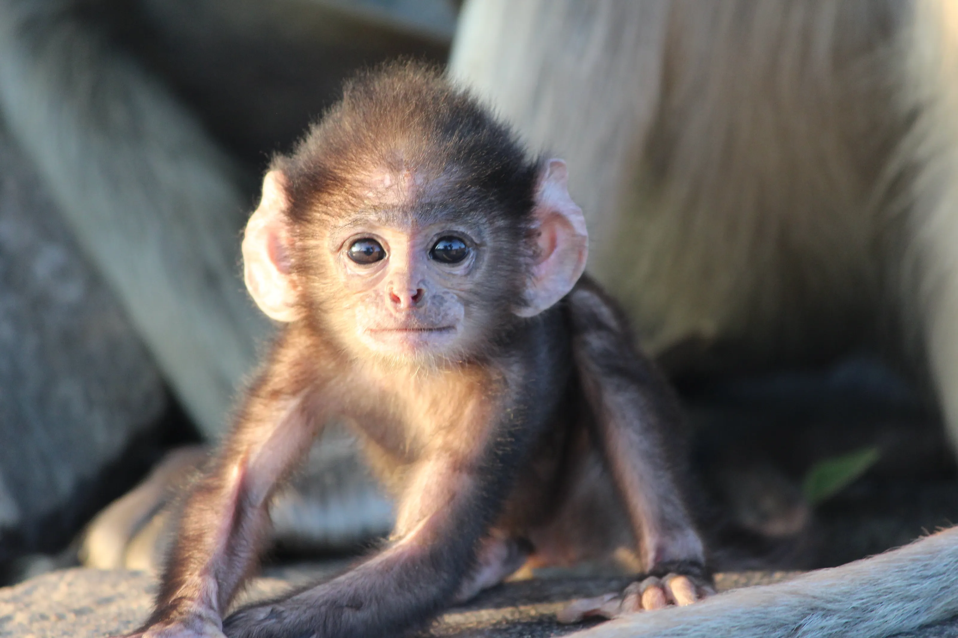 Baby gray Langur