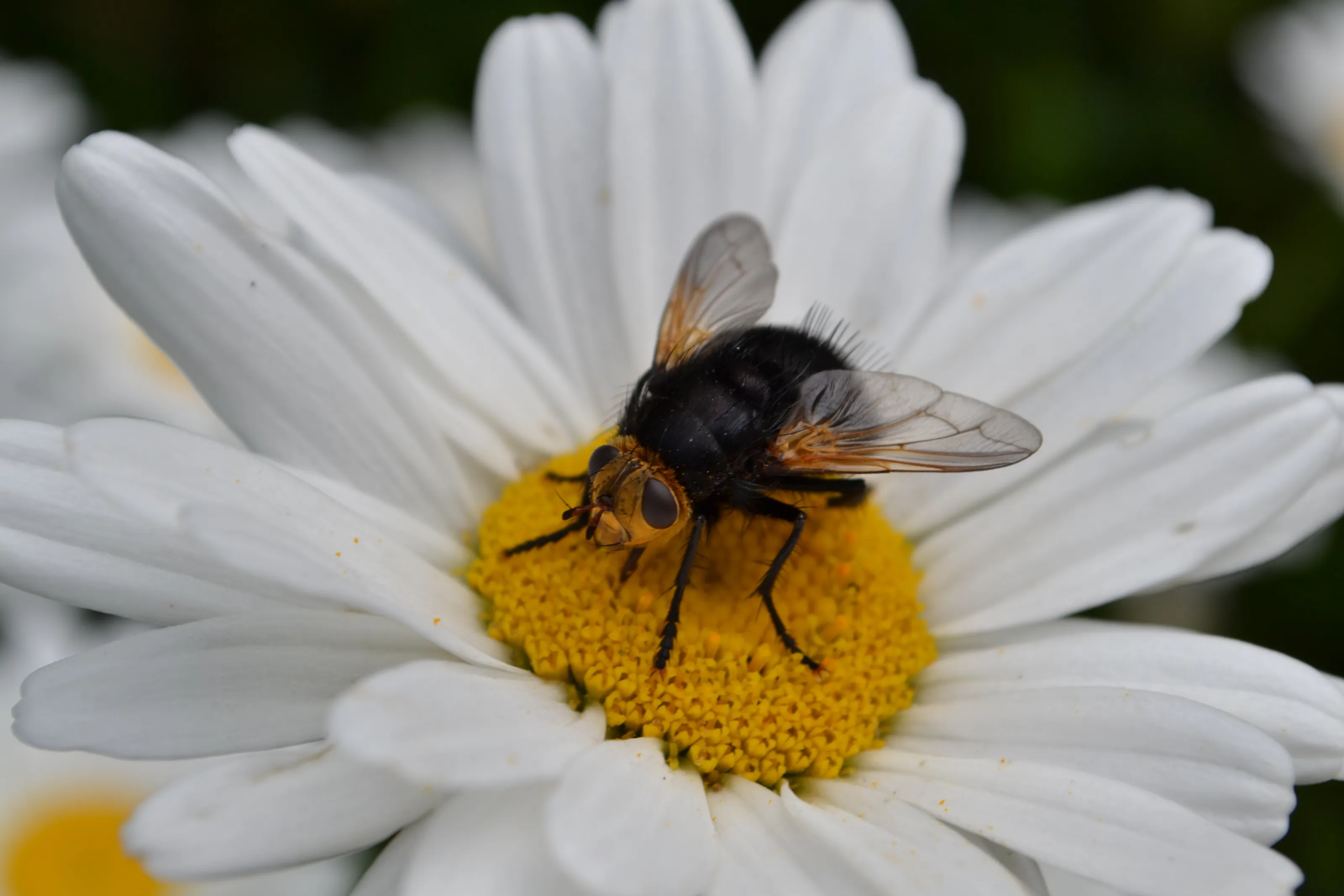 The Bee