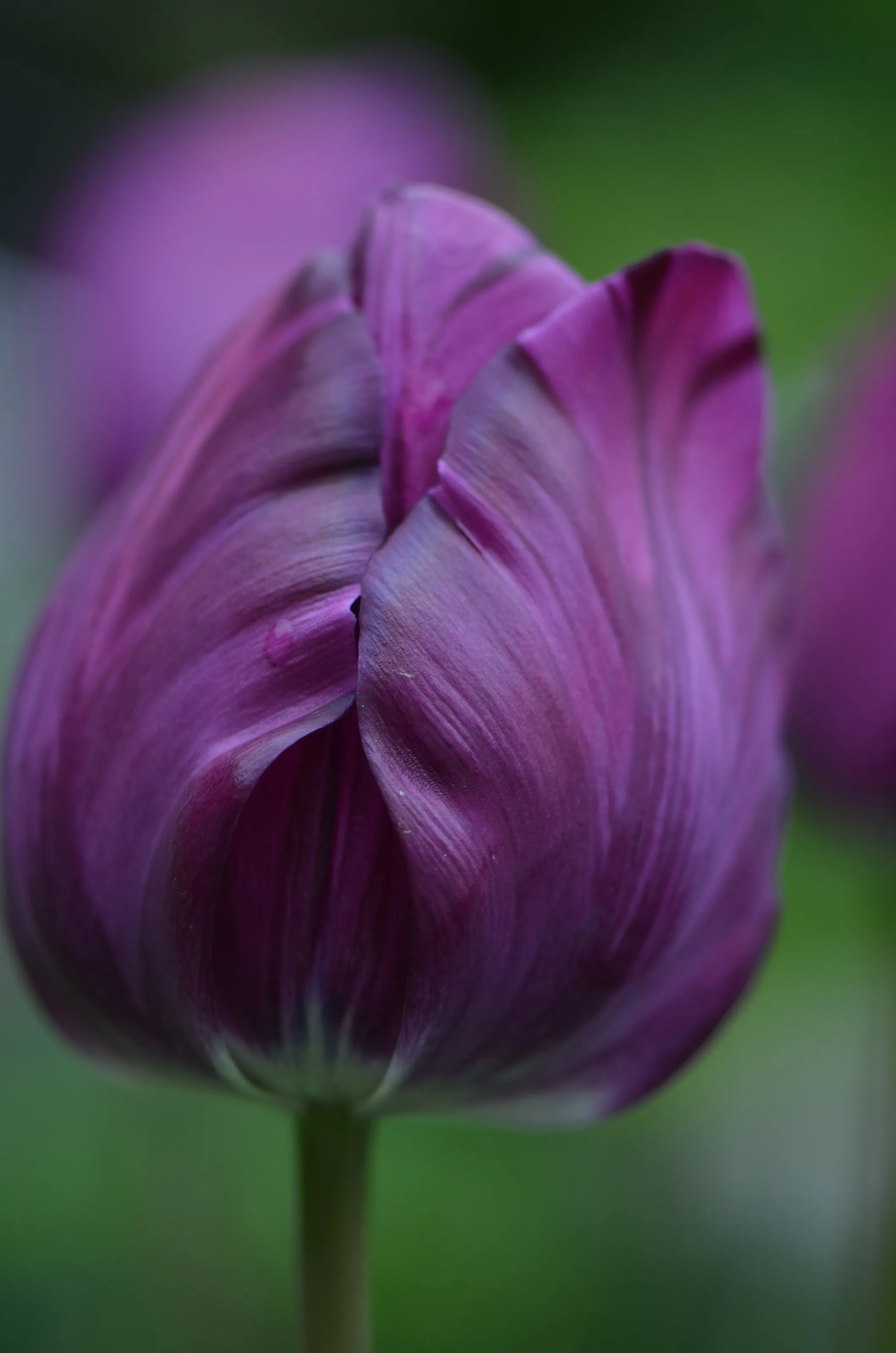 Tulip