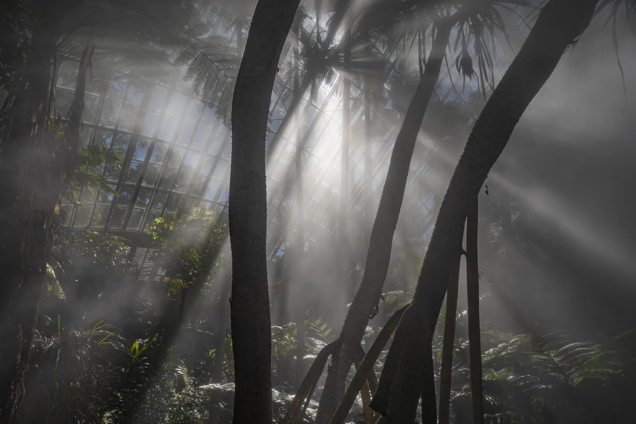Inside a greenhouse