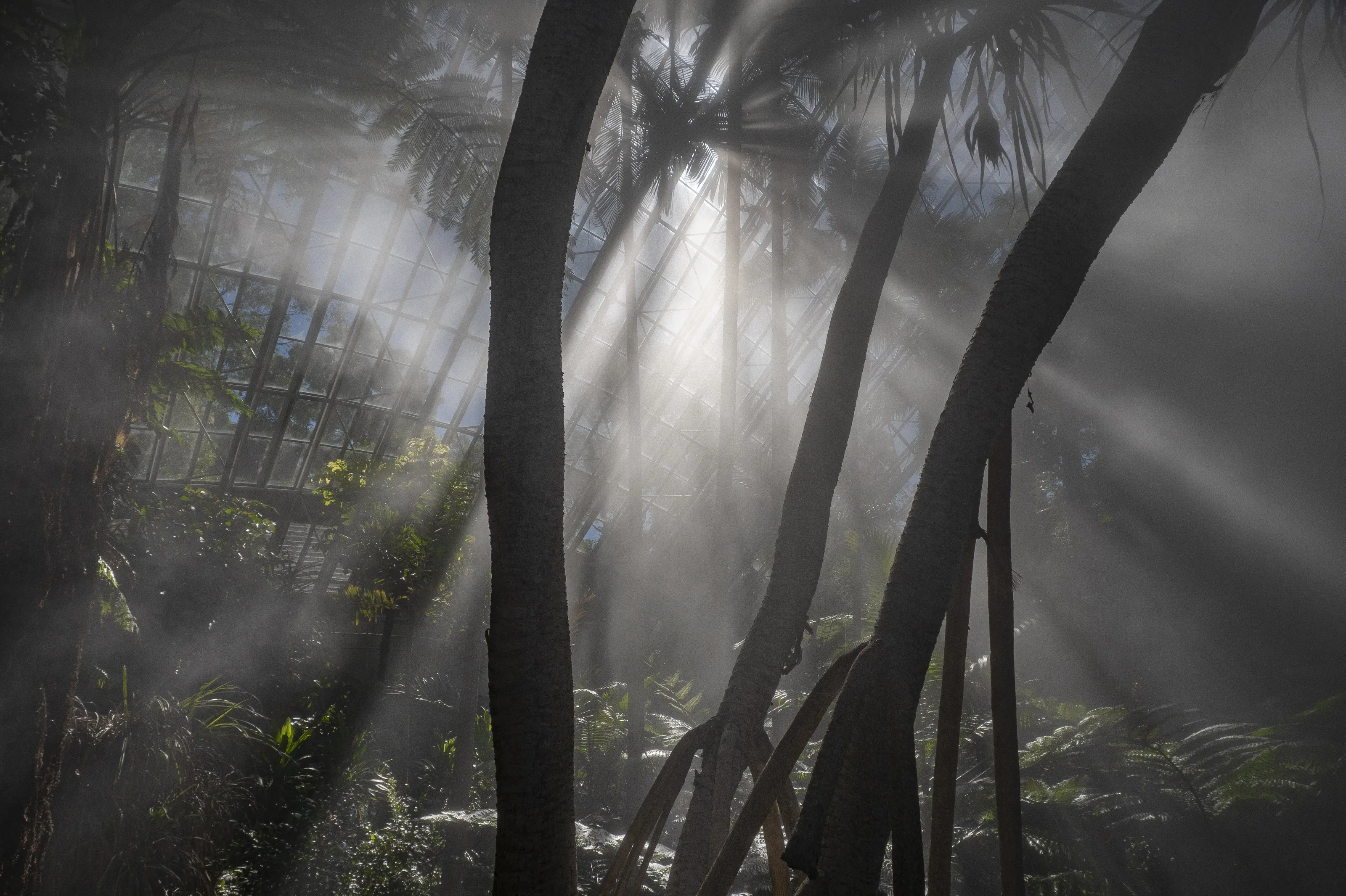 Inside a greenhouse