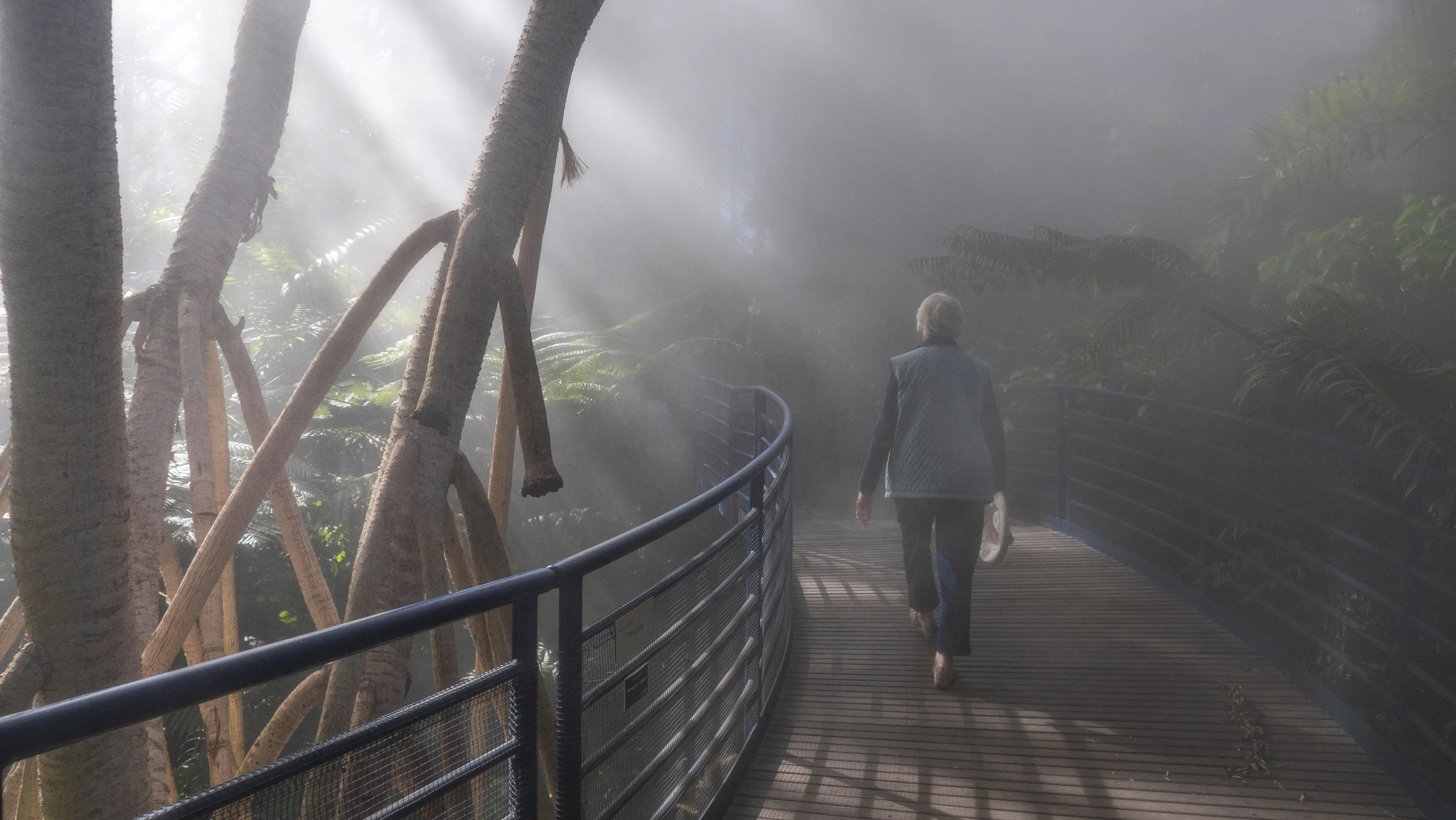 Walking through the mist