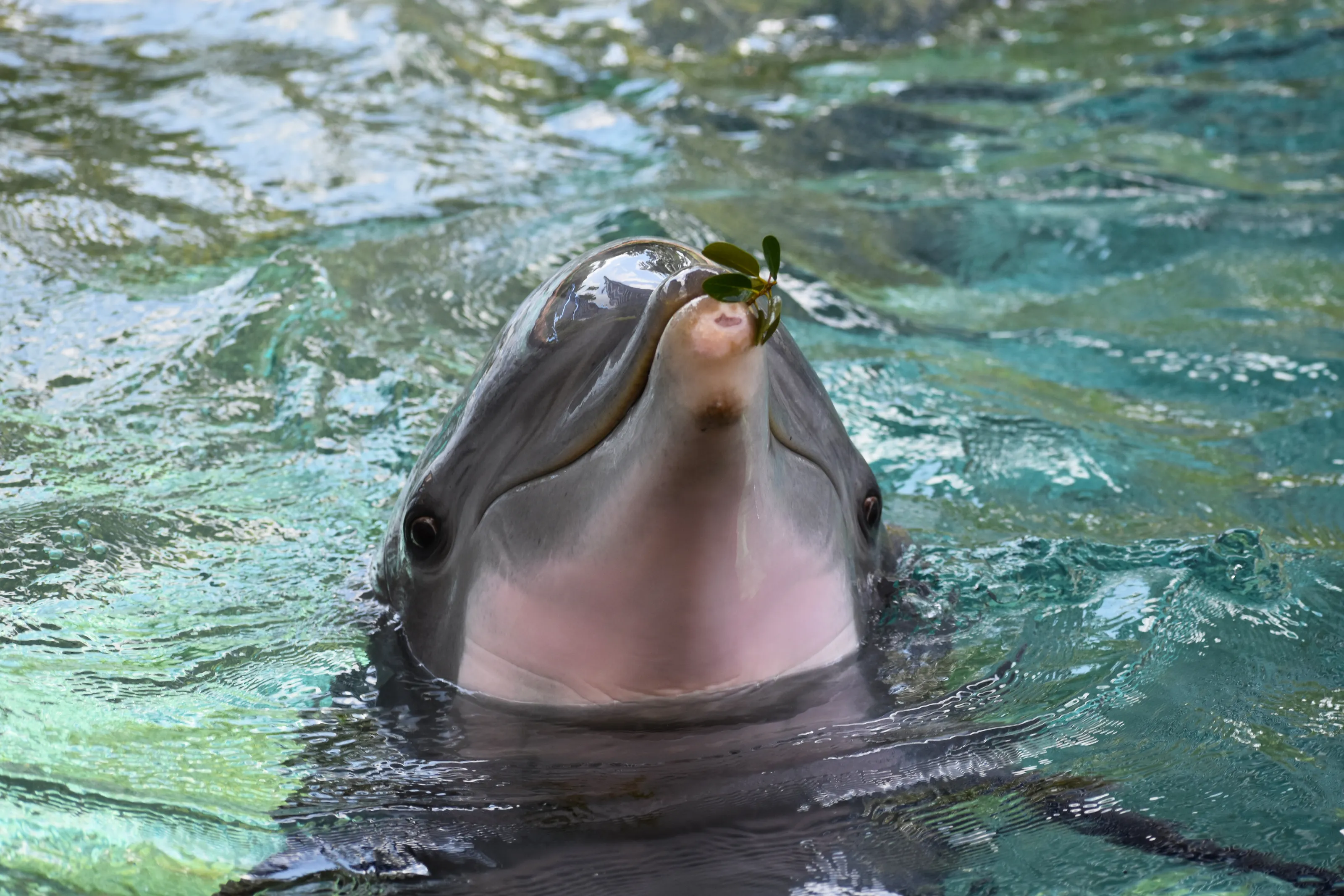 Dolphin Gift4