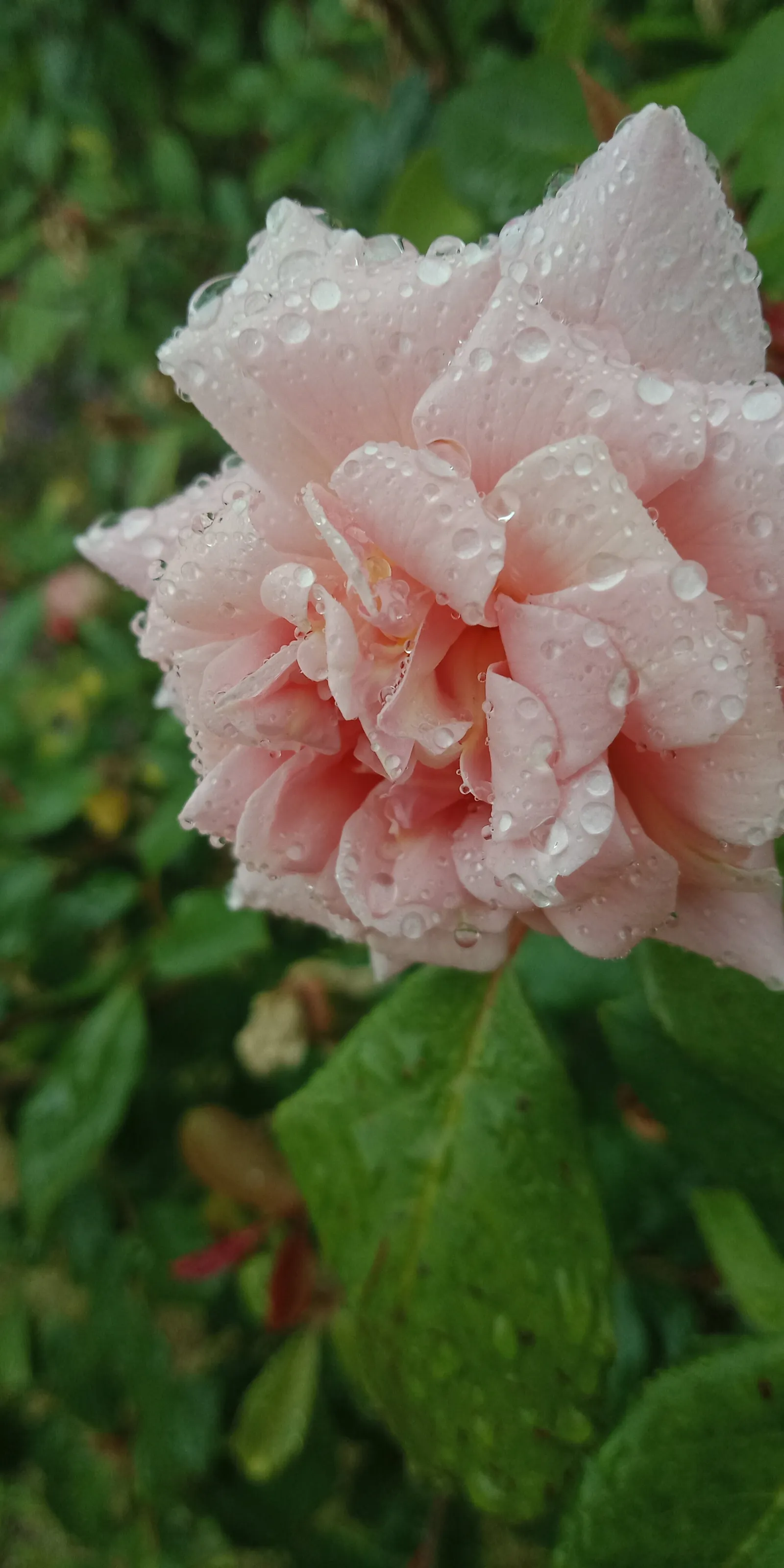 Flower in the rain