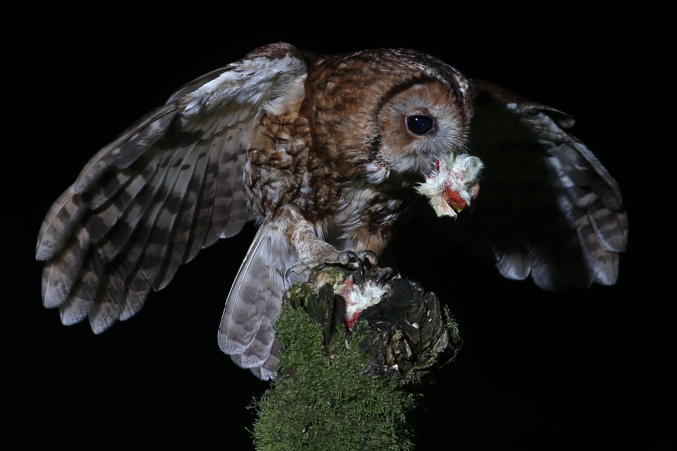 Tawny Owl