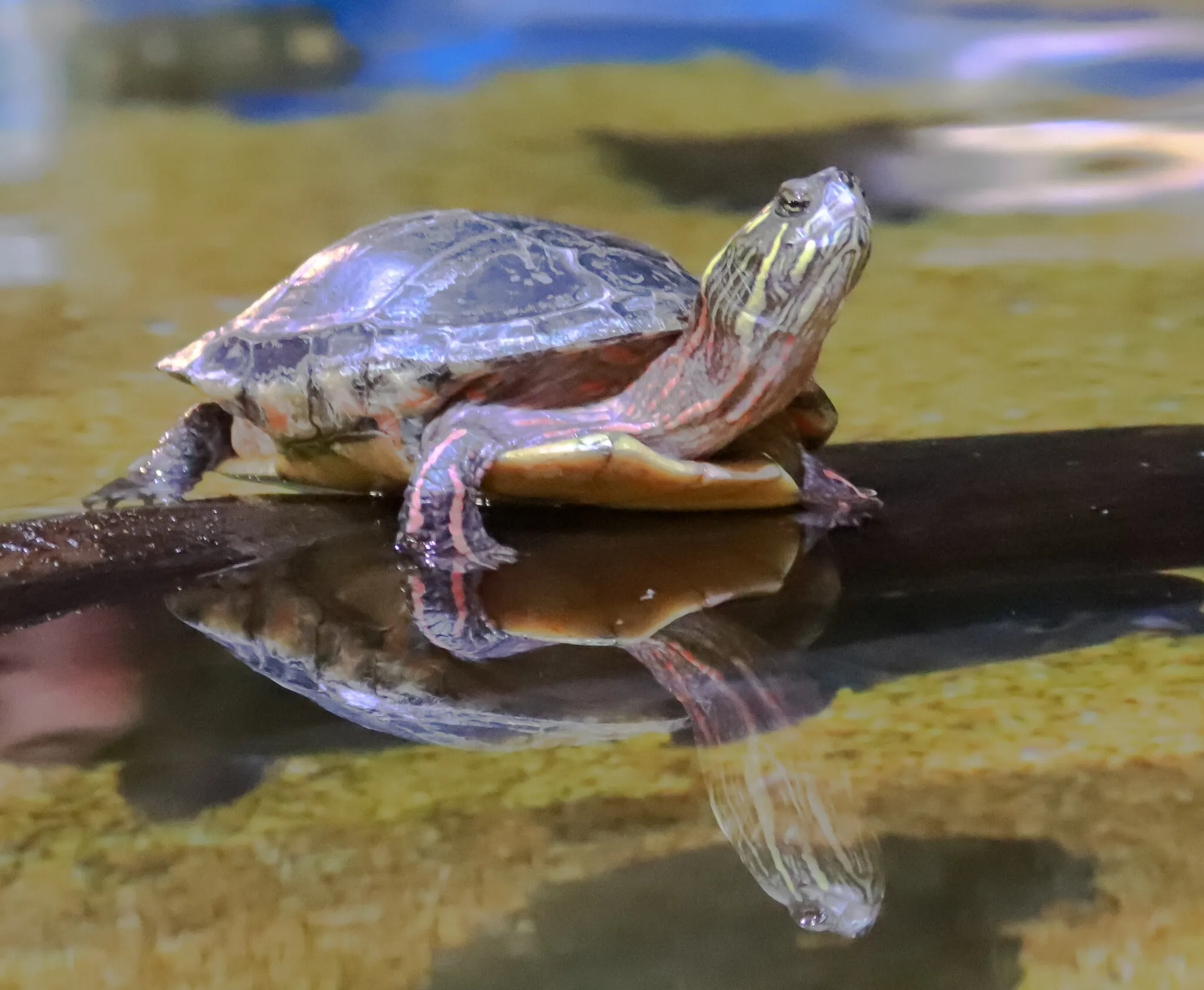 Turtle Just Chilling