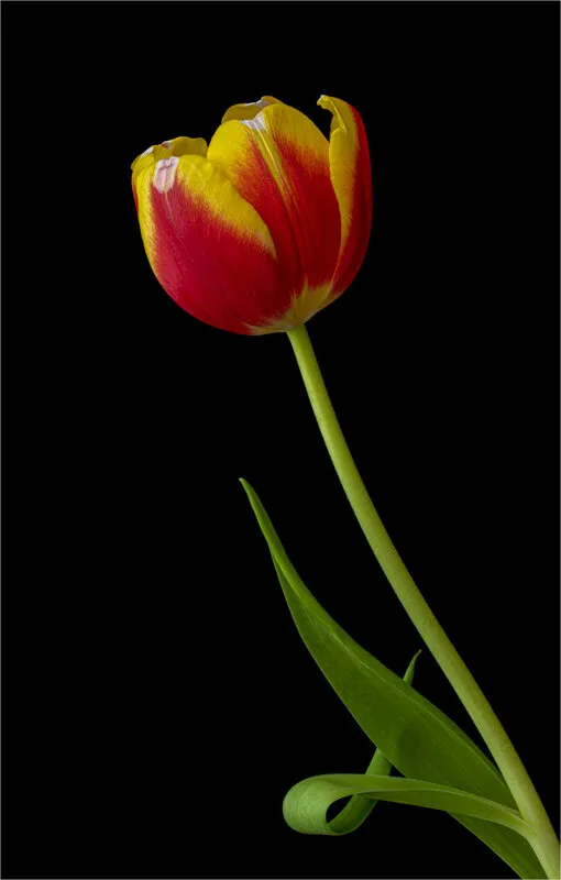 Kees Nelis Tulip