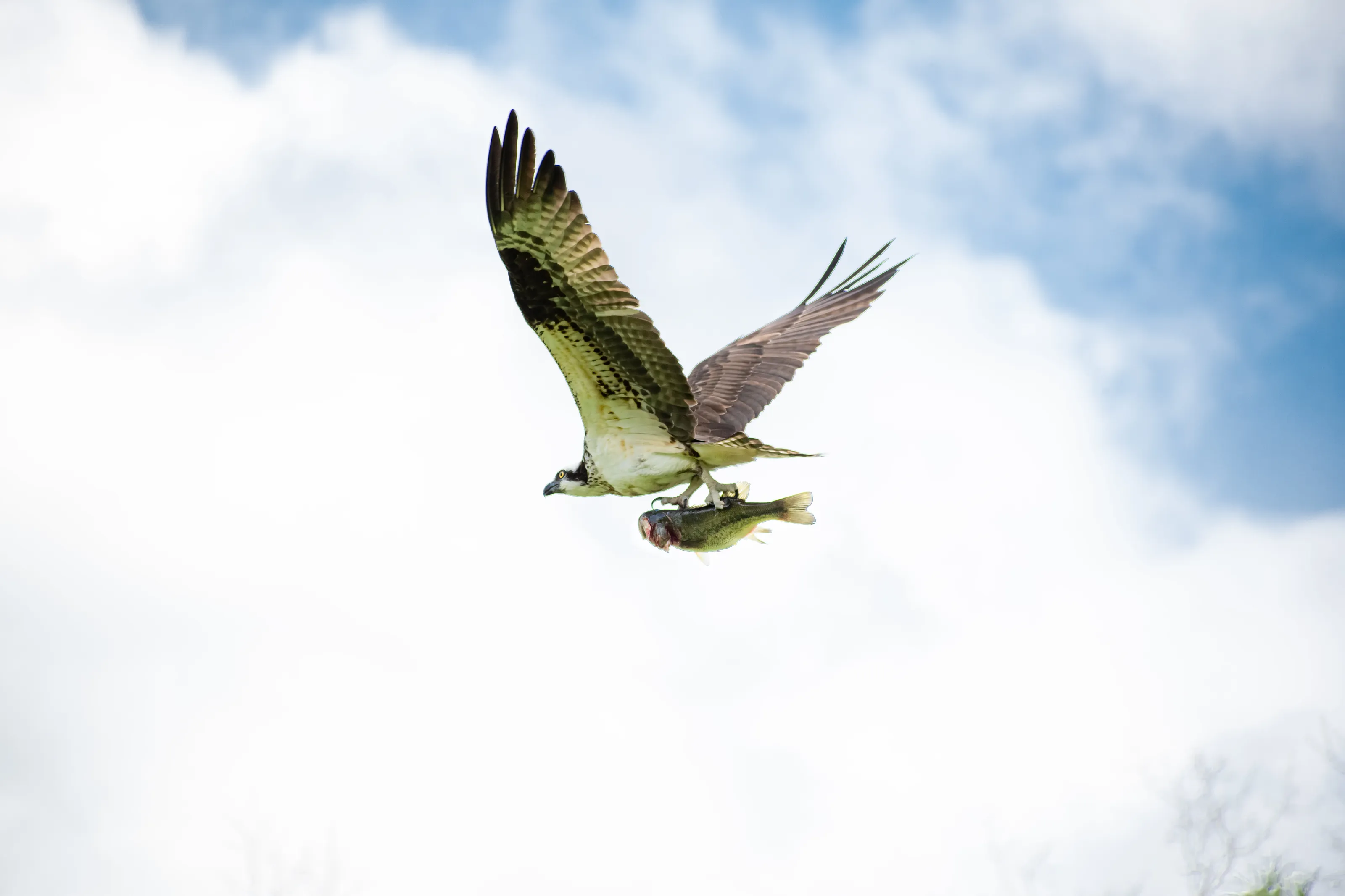 Osprey Hawk with Prey...