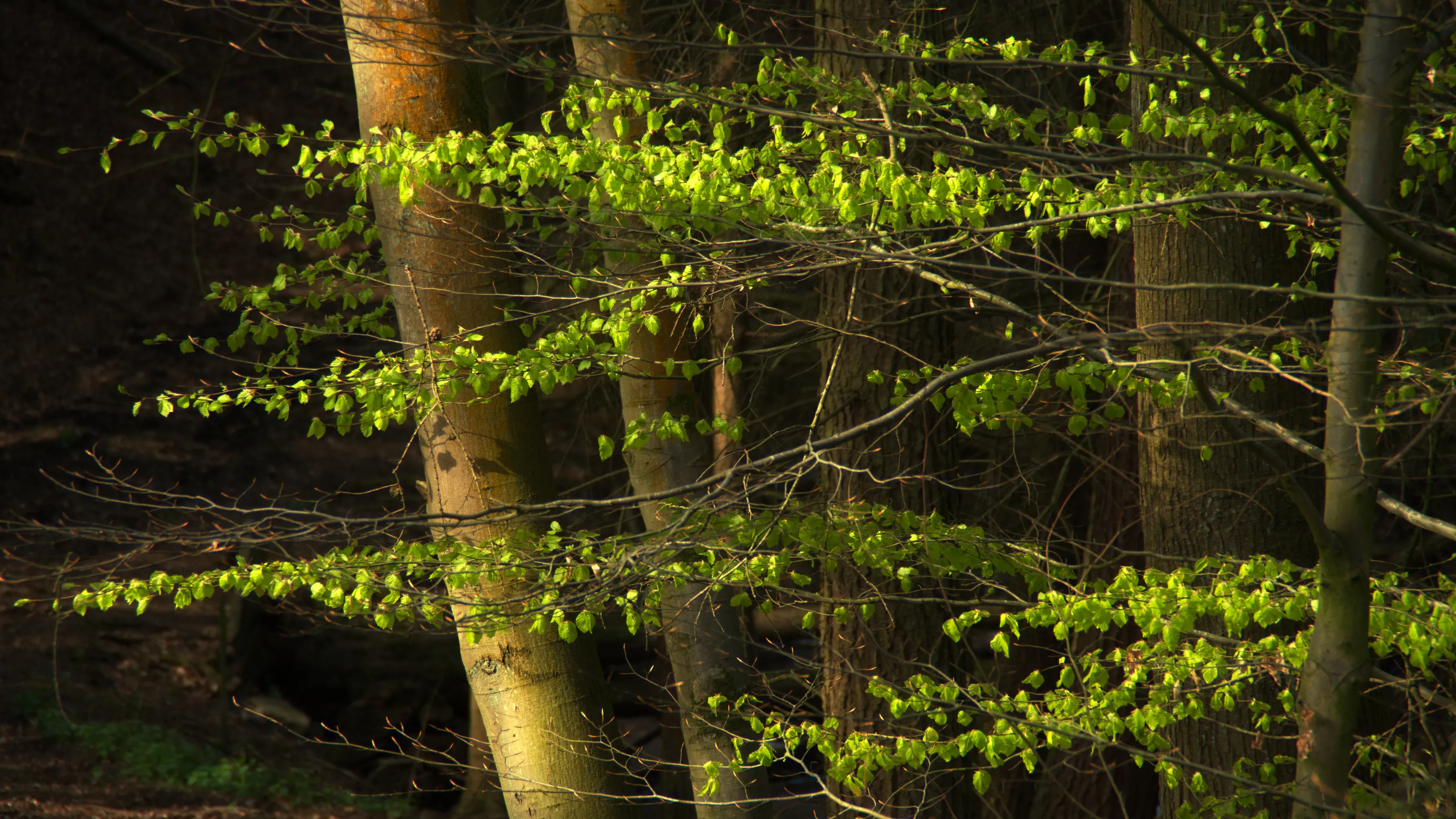 Spring green beech leaves