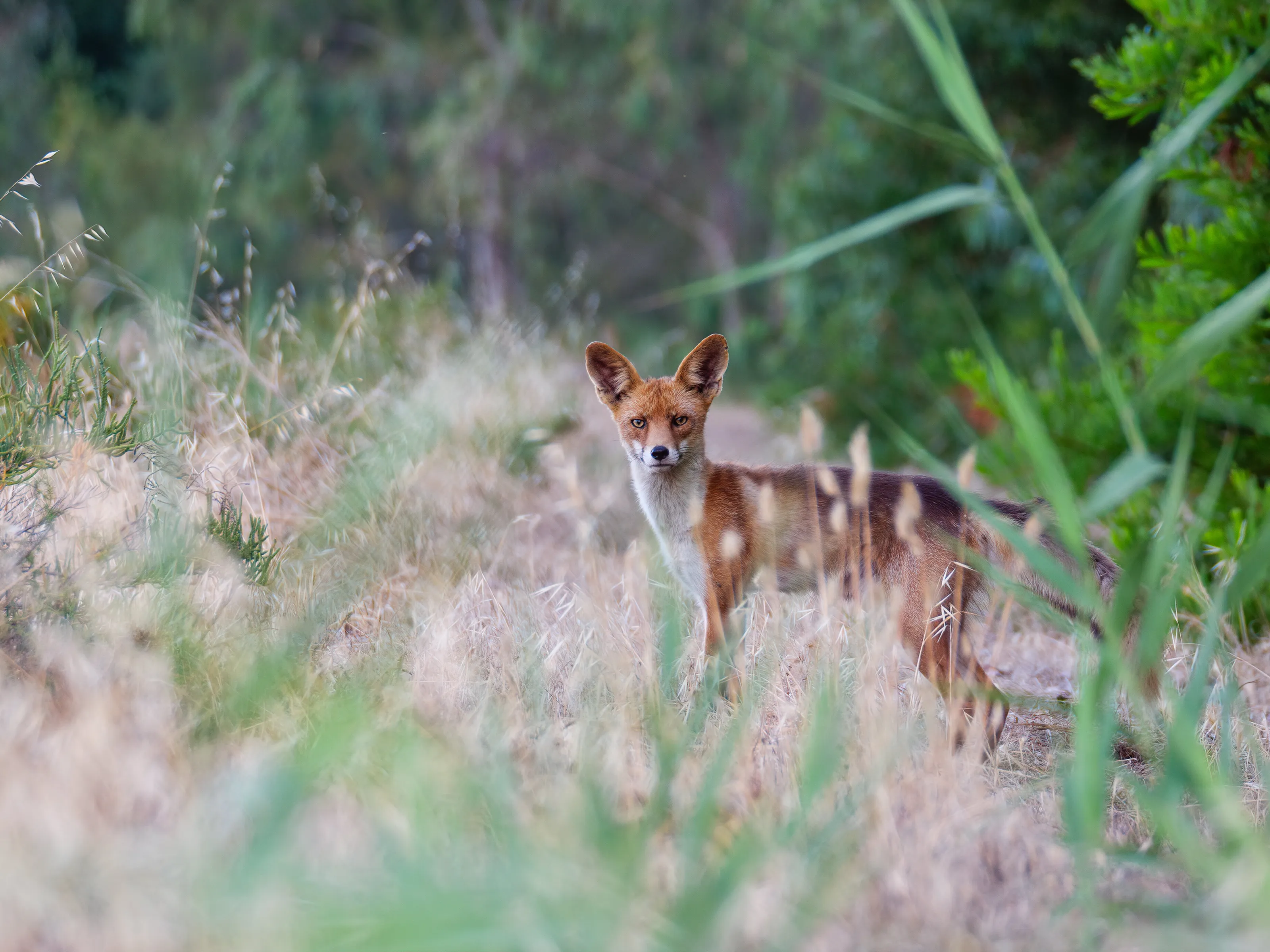 The curious red Fox!