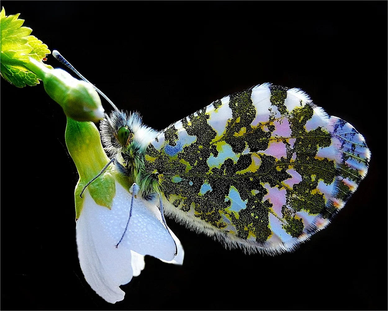 Entry 7452424