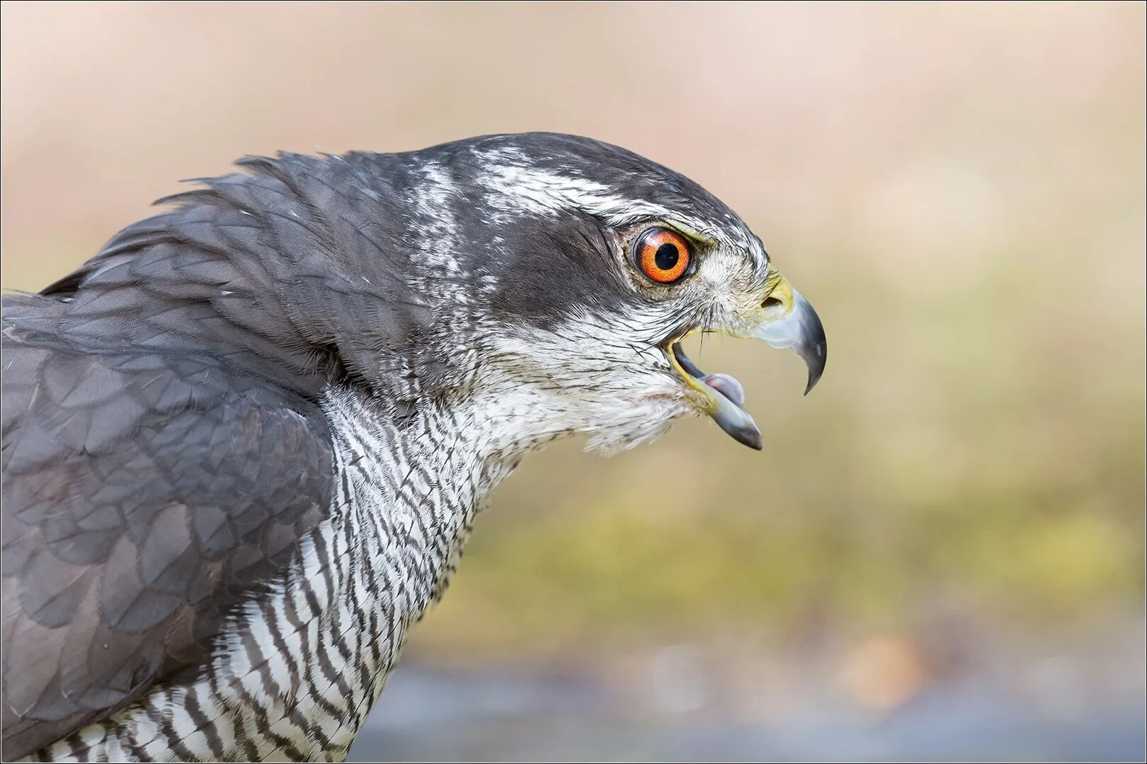 Hawk