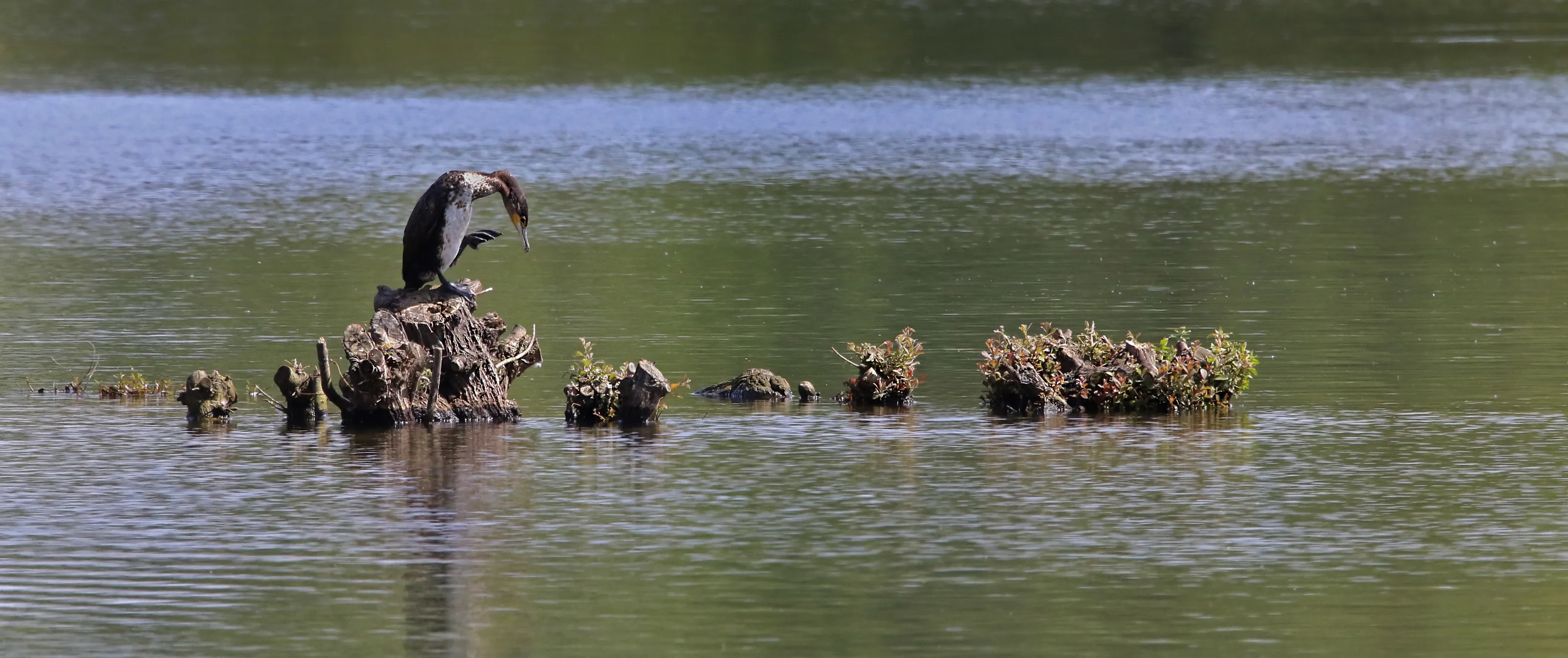 Cormorant
