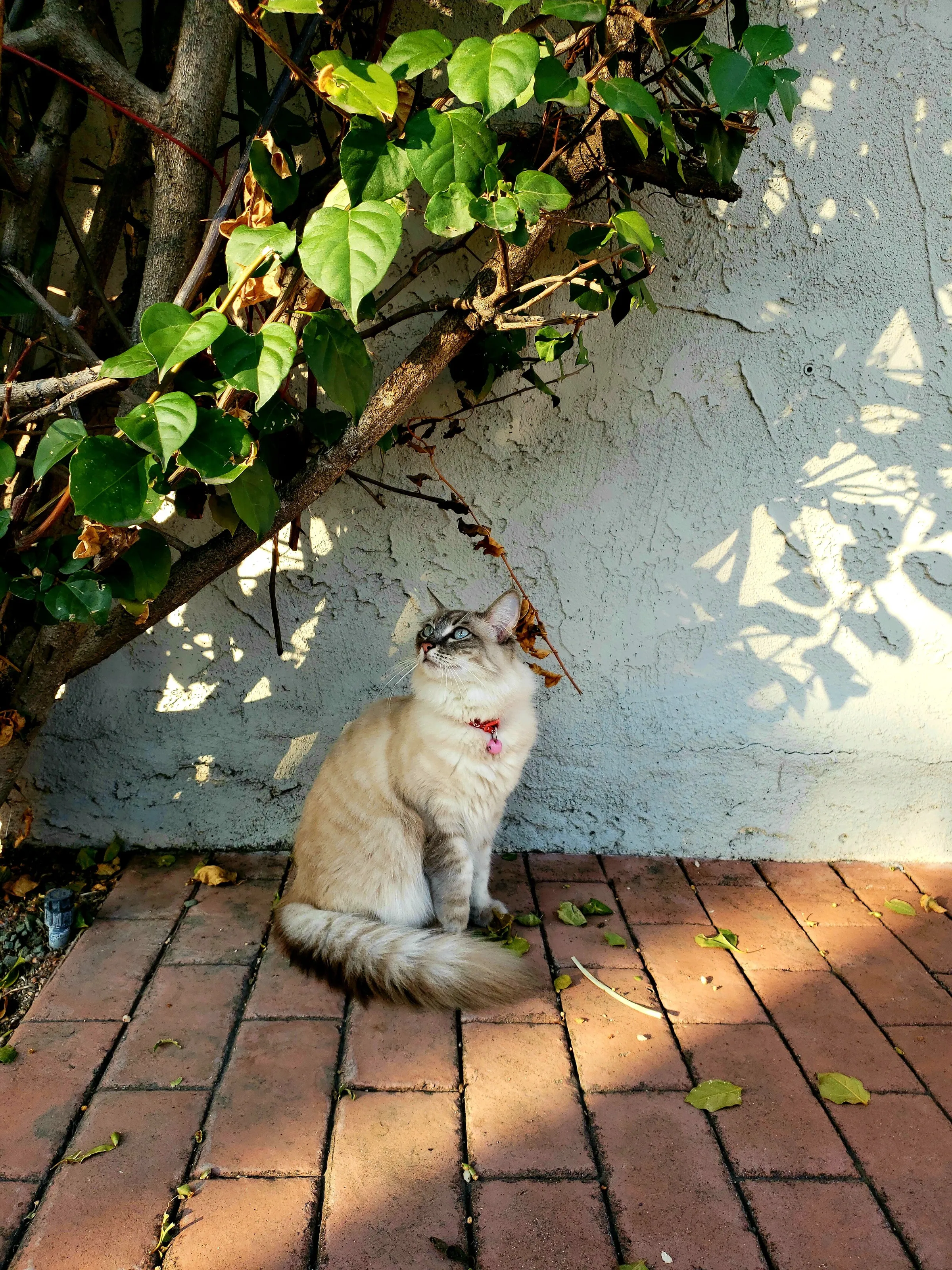My cat