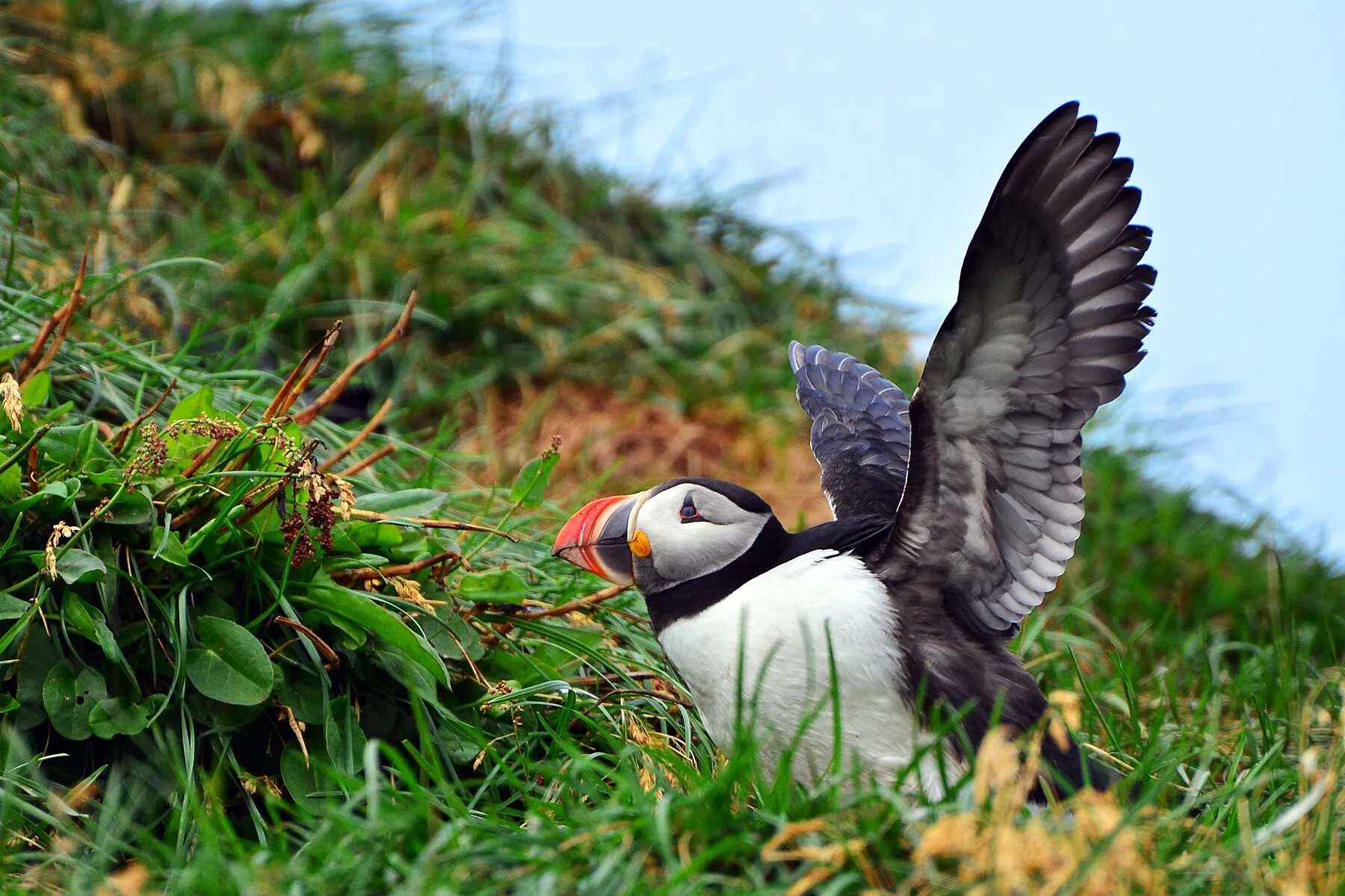 Puffin