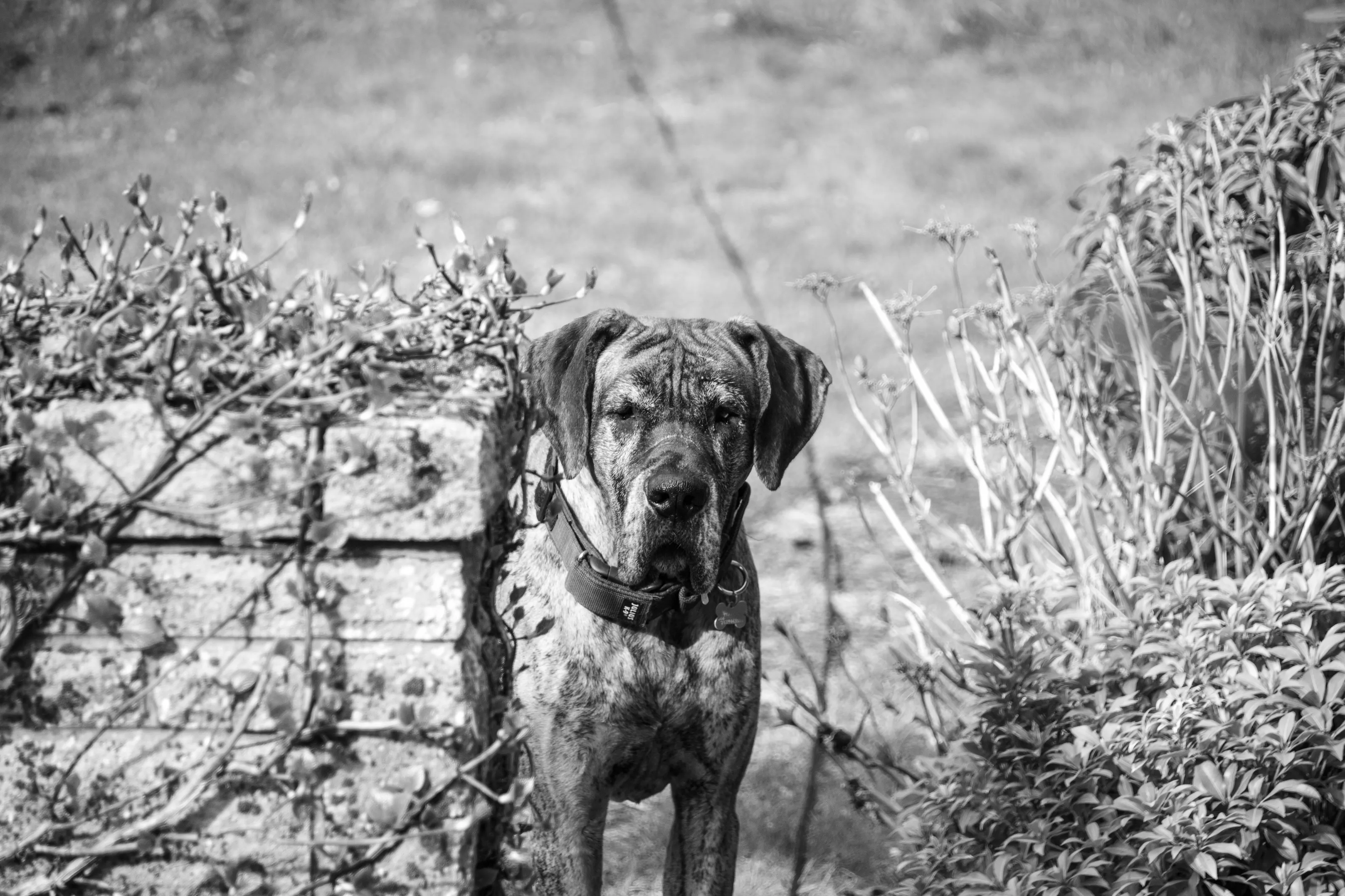 Obelix the Dane