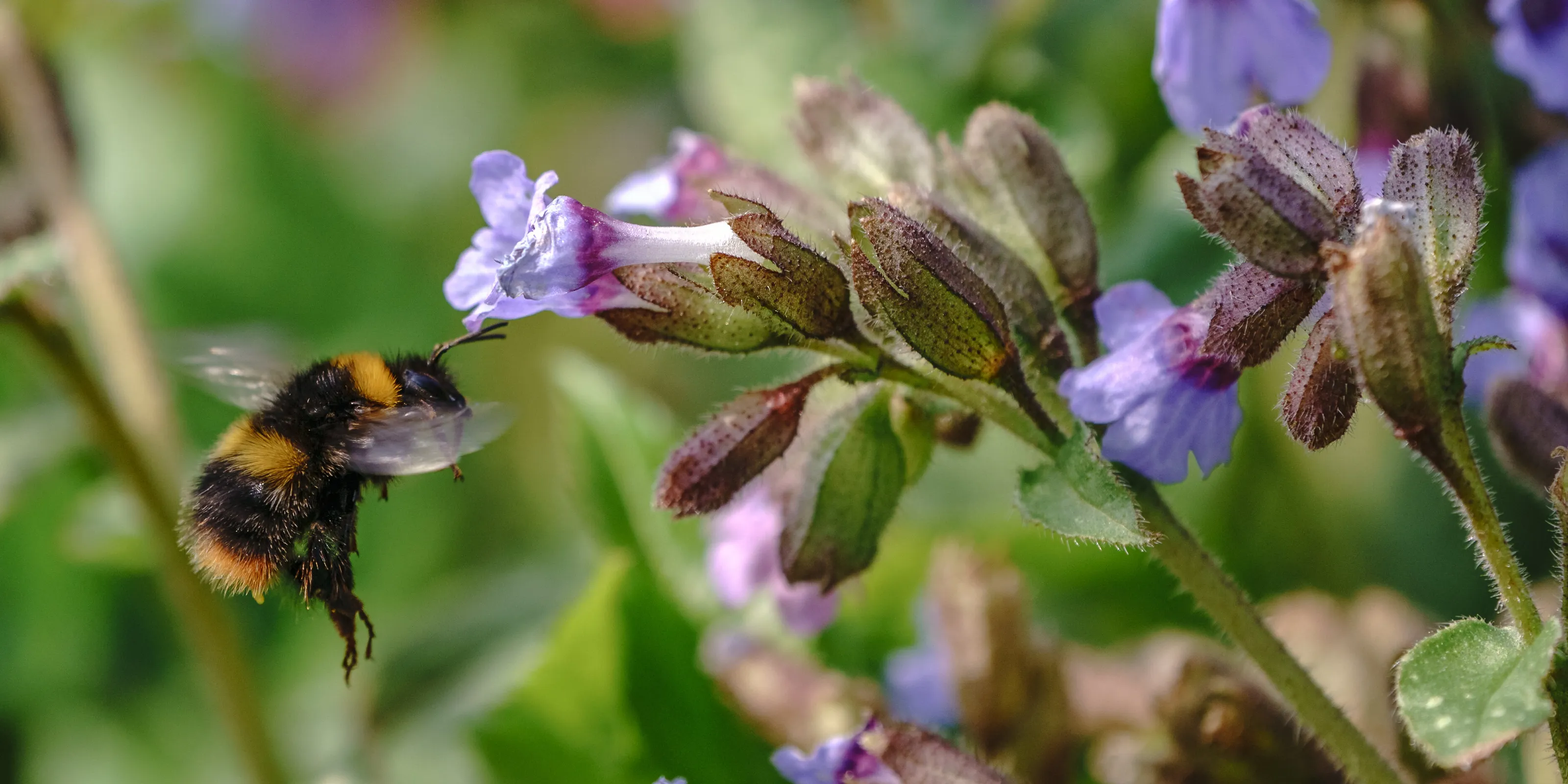 Early Bumblebee on Pulmonaria