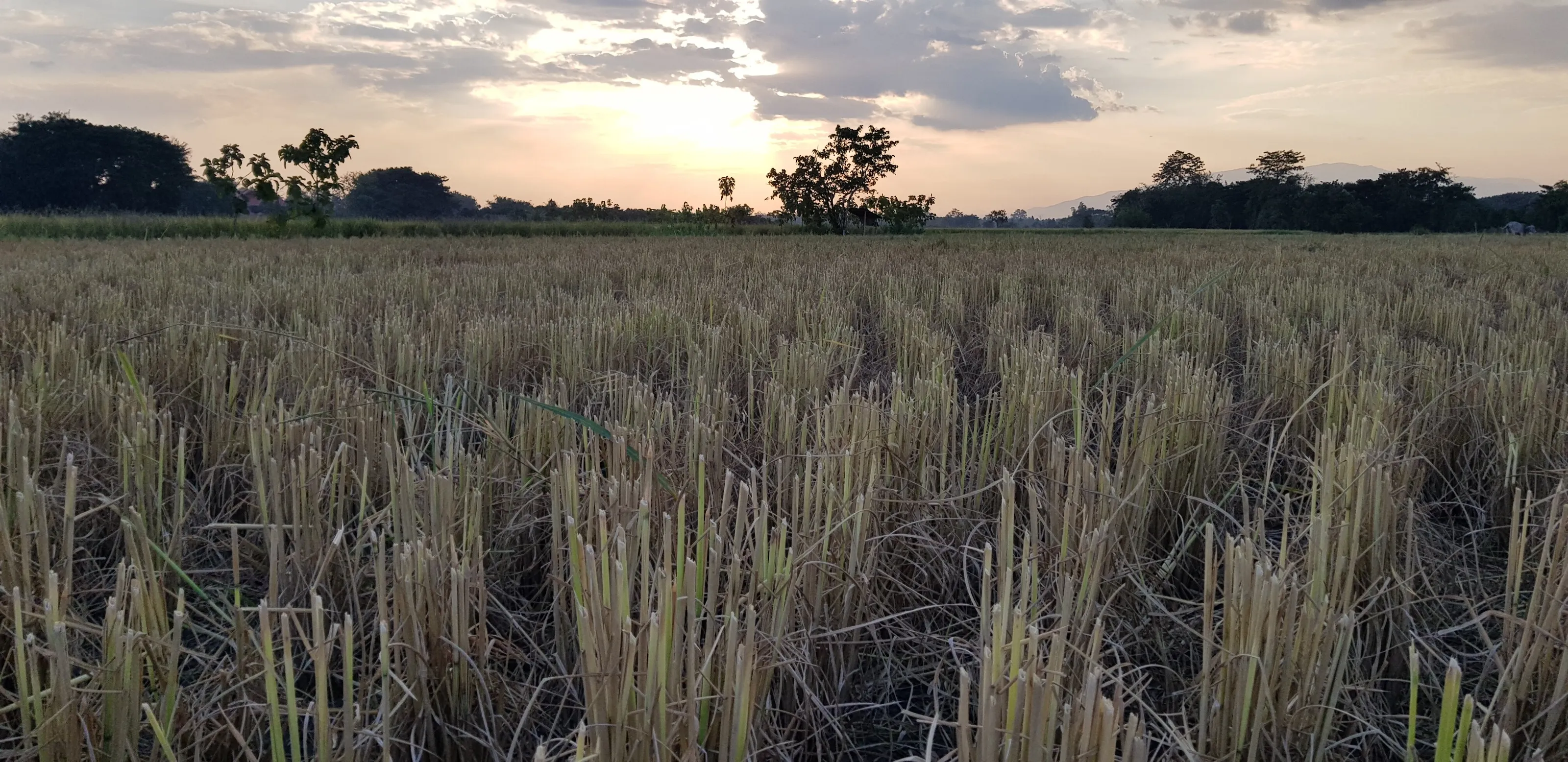 The Rice Fields of Chiang Mai