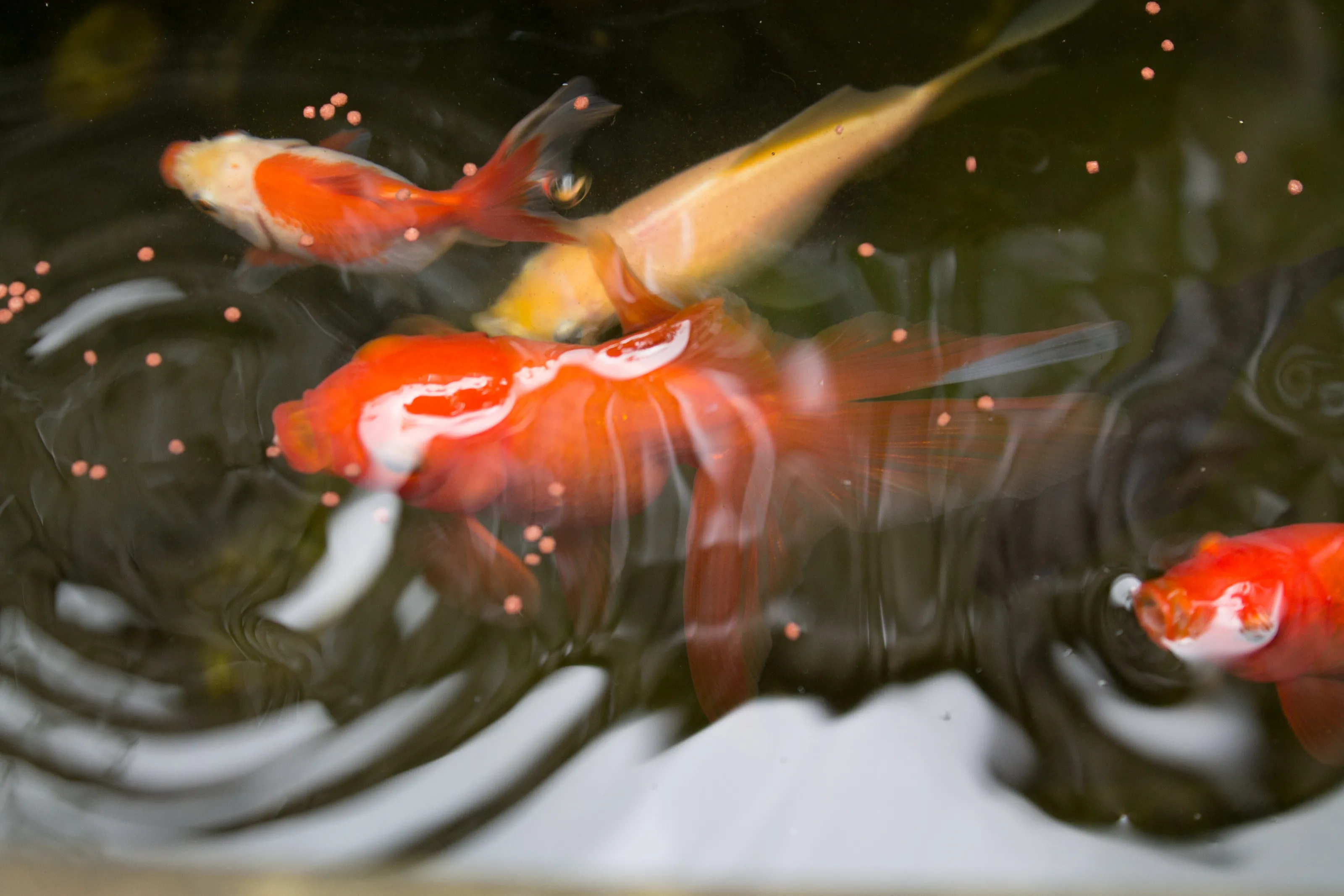 Banner image